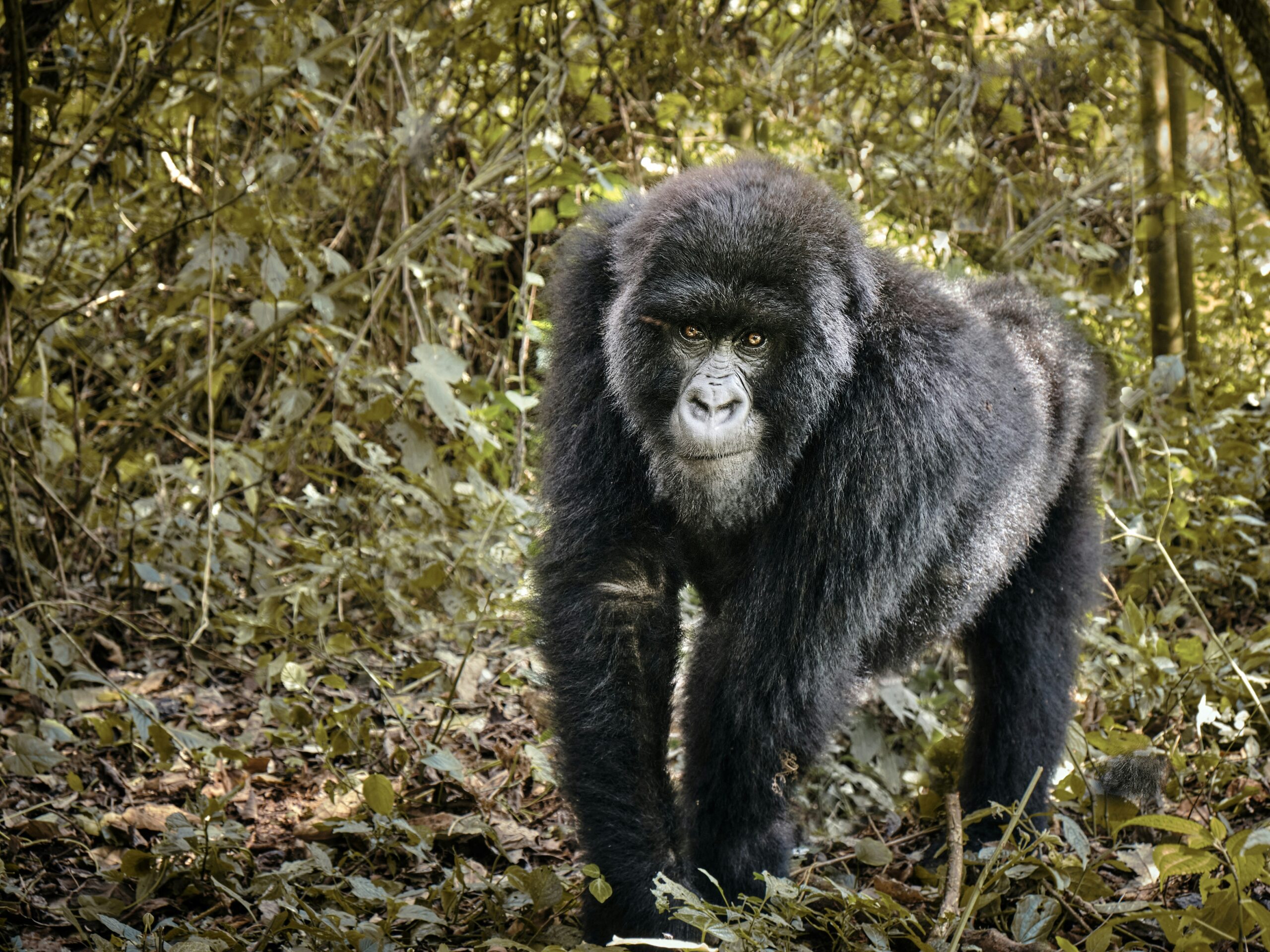 Gorilla Trekking vs Gorilla Adventure
