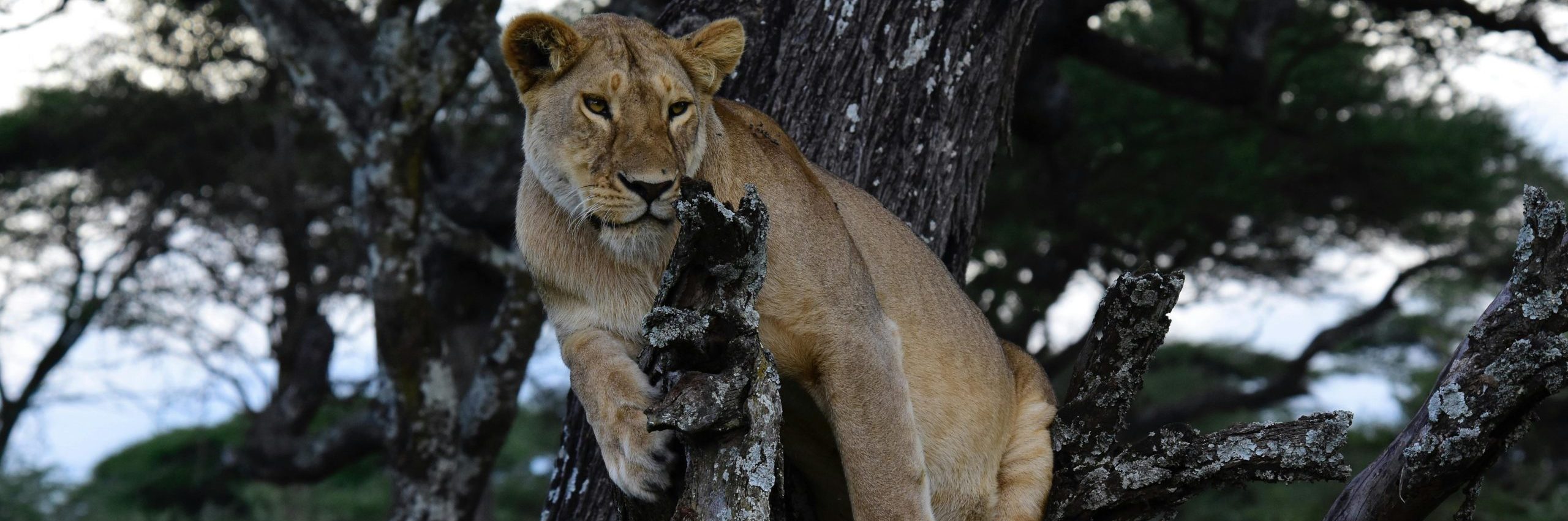 5-Days Fly in Uganda Luxury Safari Experience