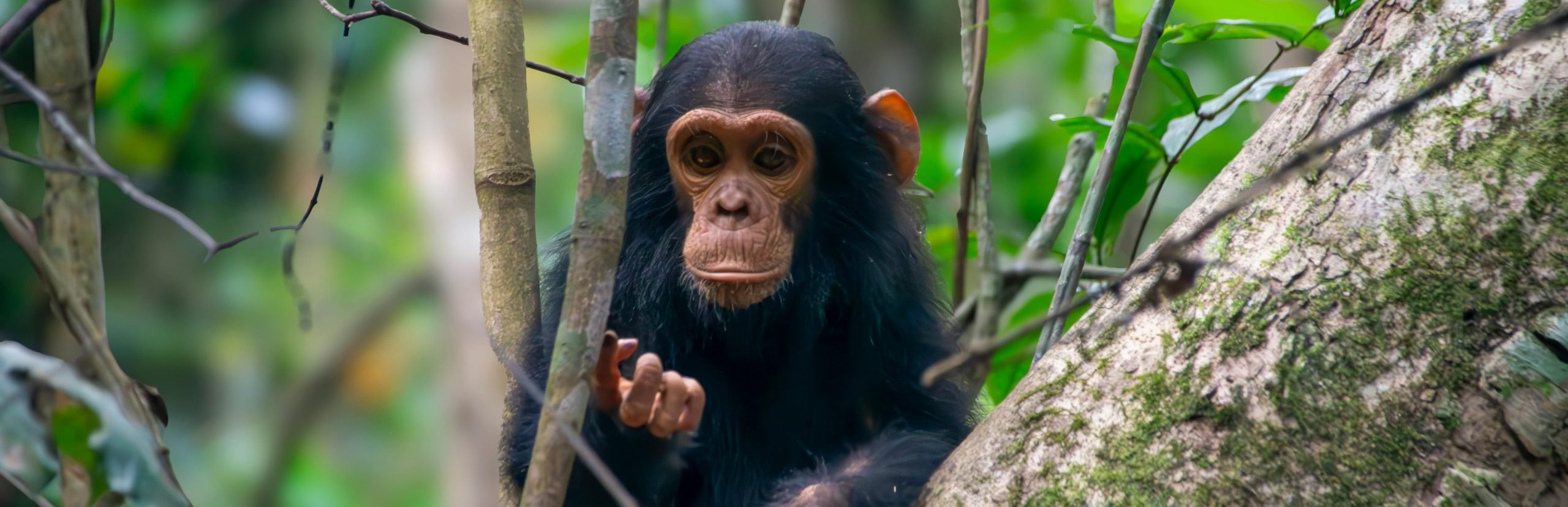 6-Days Budget Friendly Uganda Safari Experience