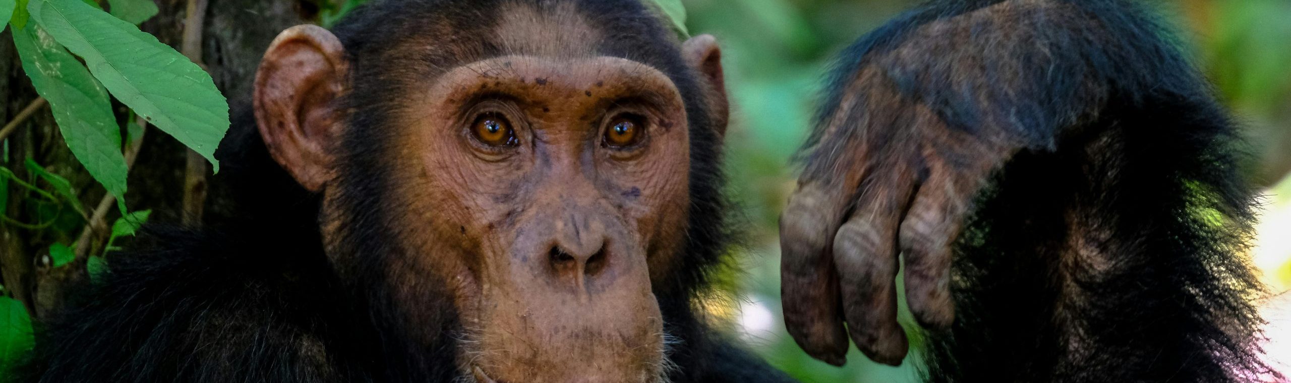 4-Days Chimpanzee and Queen Elizabeth National Park