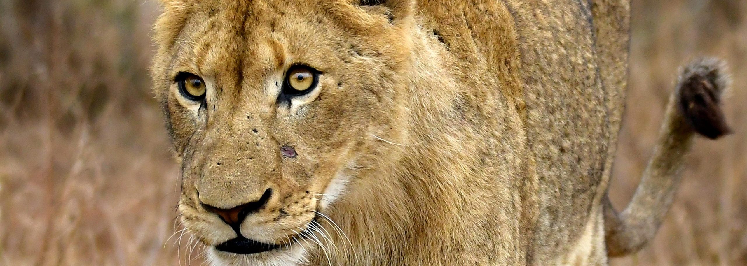 Queen Elizabeth National Park