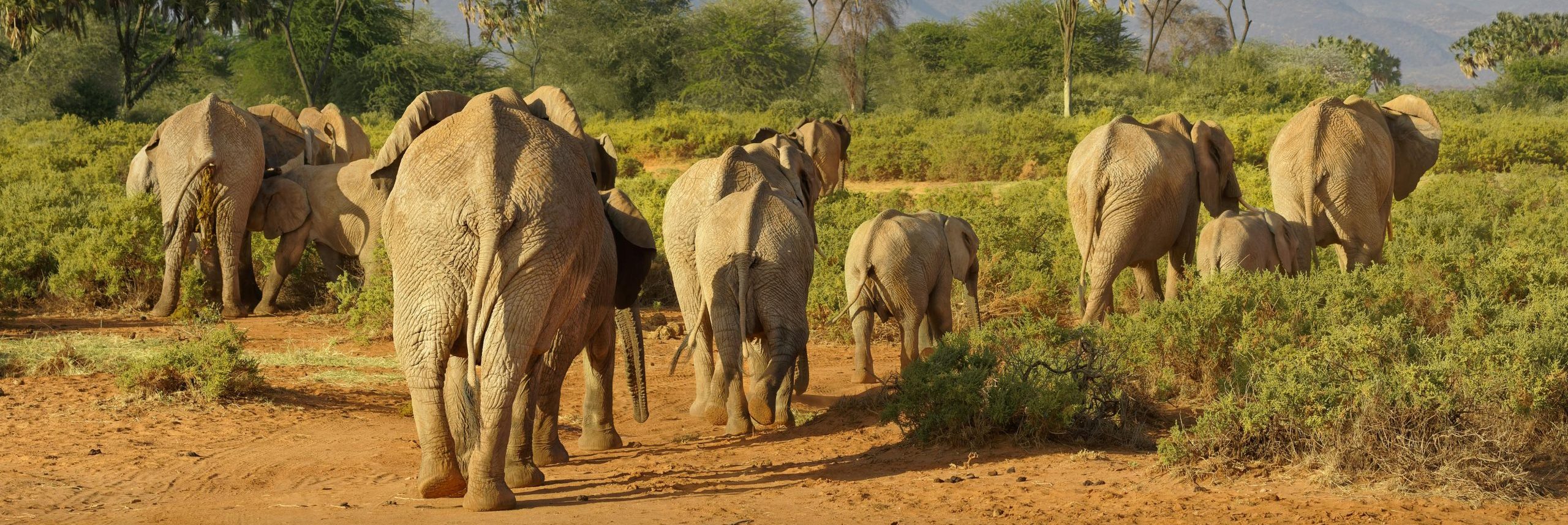 Safari Game Drive in Queen Elizabeth National Park