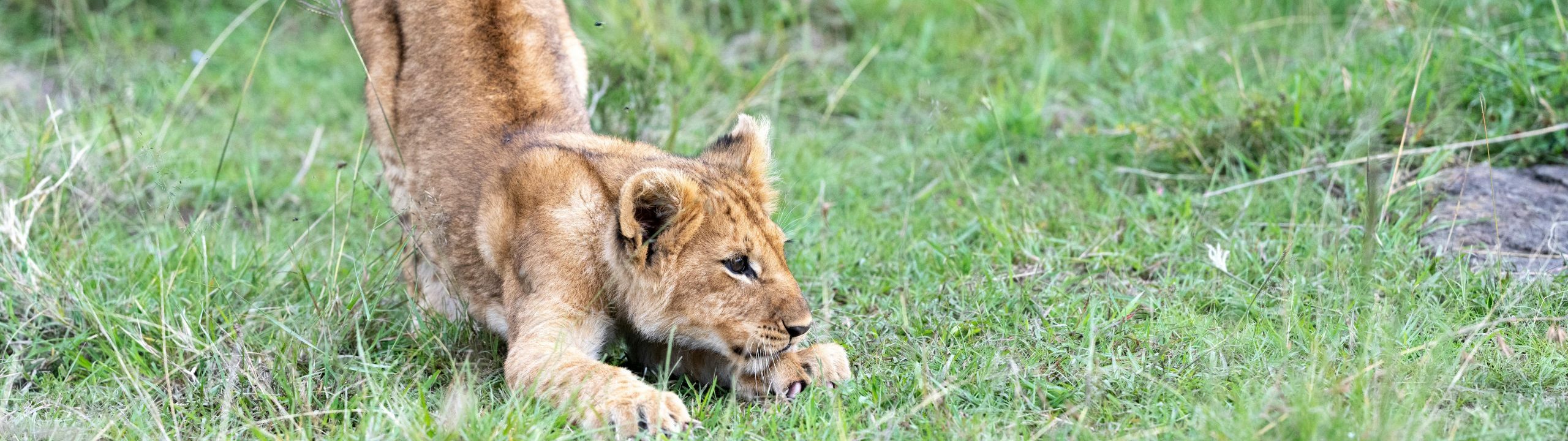 4-Days Chimpanzee and Queen Elizabeth National Park
