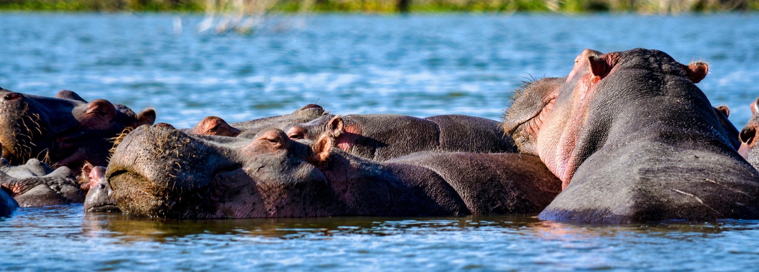 5-Days Uganda Wildlife and Chimpanzee Trekking