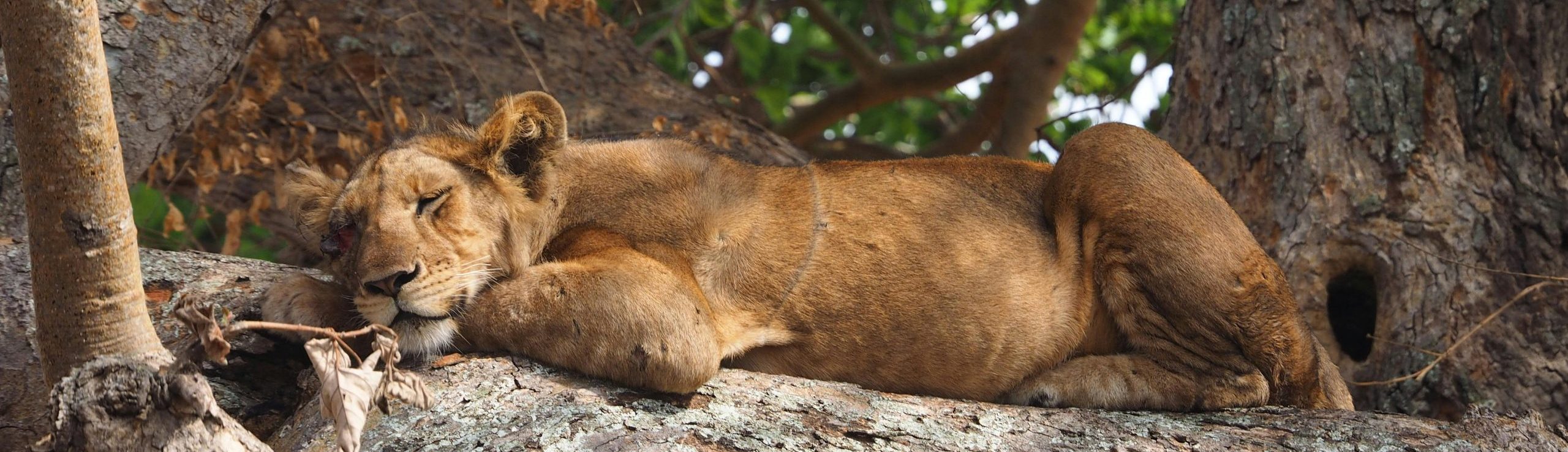 4-Days Chimpanzee and Queen Elizabeth National Park