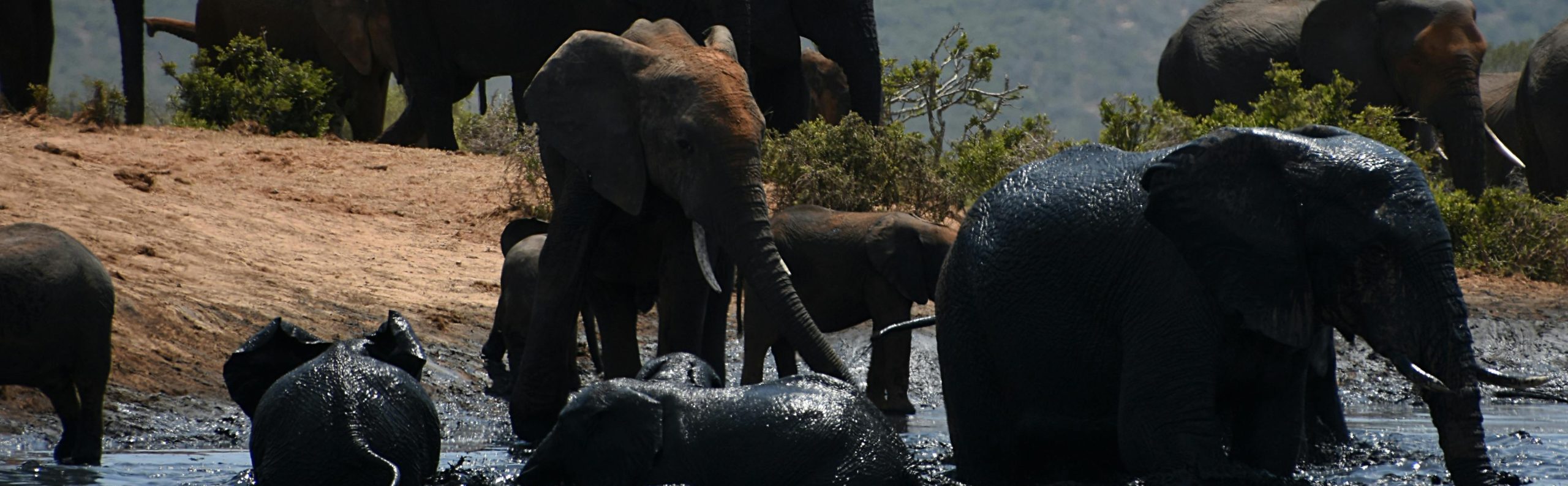 Game Drive and Boat Safari in Queen Elizabeth National Park