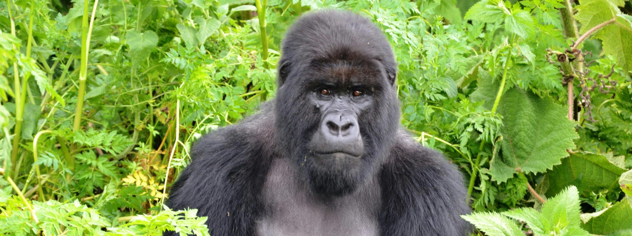 Gorilla Trekking in Bwindi Impenetrable National Park