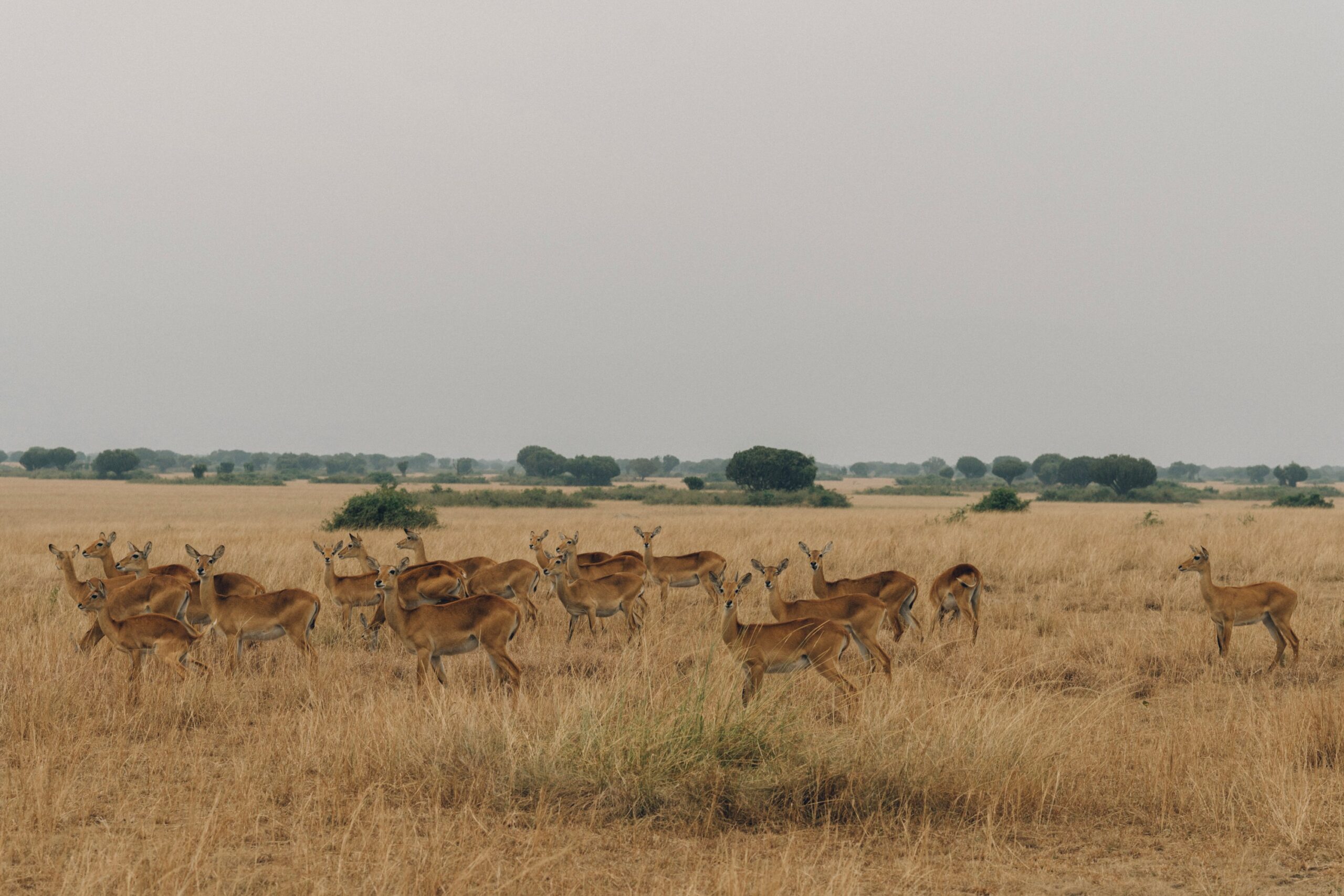 Uganda National Parks
