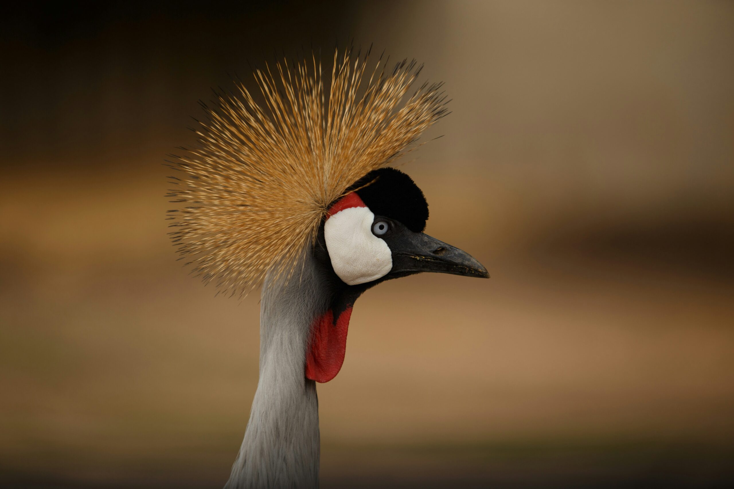 The Best Time to Visit Uganda