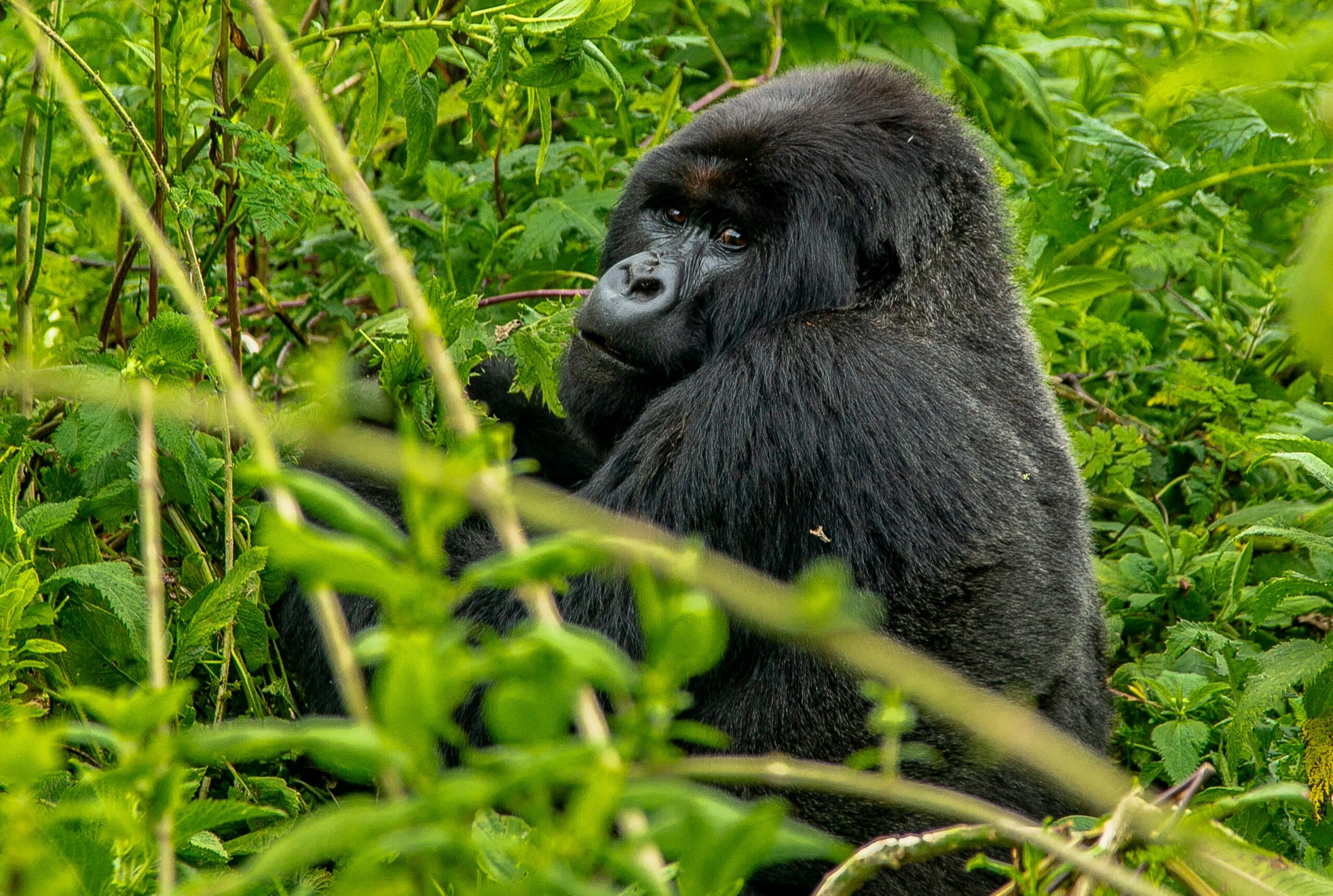 Gorilla Trekking vs Gorilla Encounter