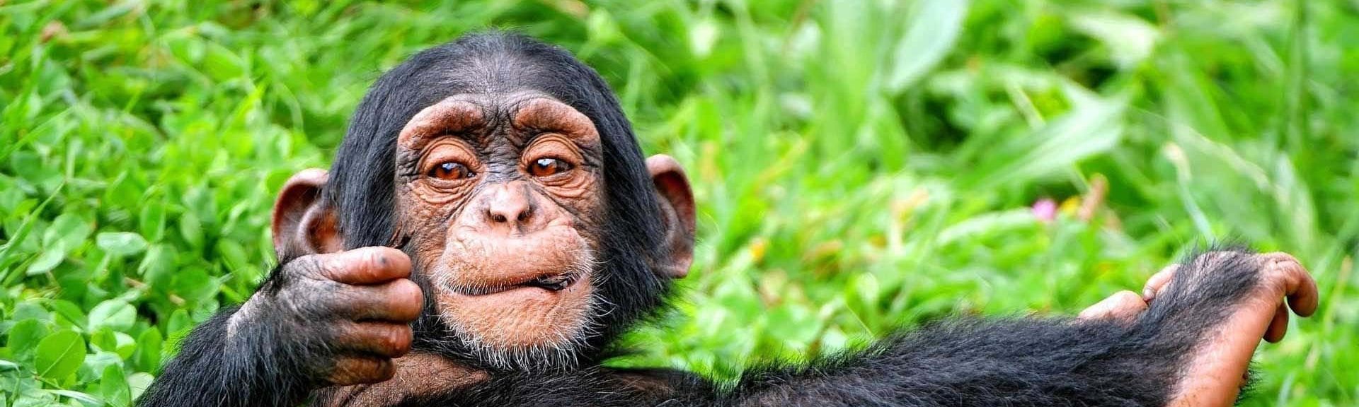 6-Days Best of Rwanda Wildlife Safari