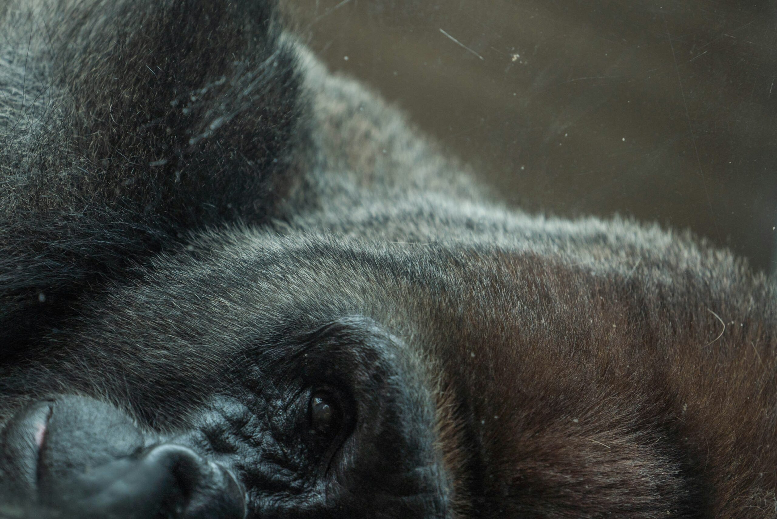 Gorilla Trekking vs Gorilla Holiday