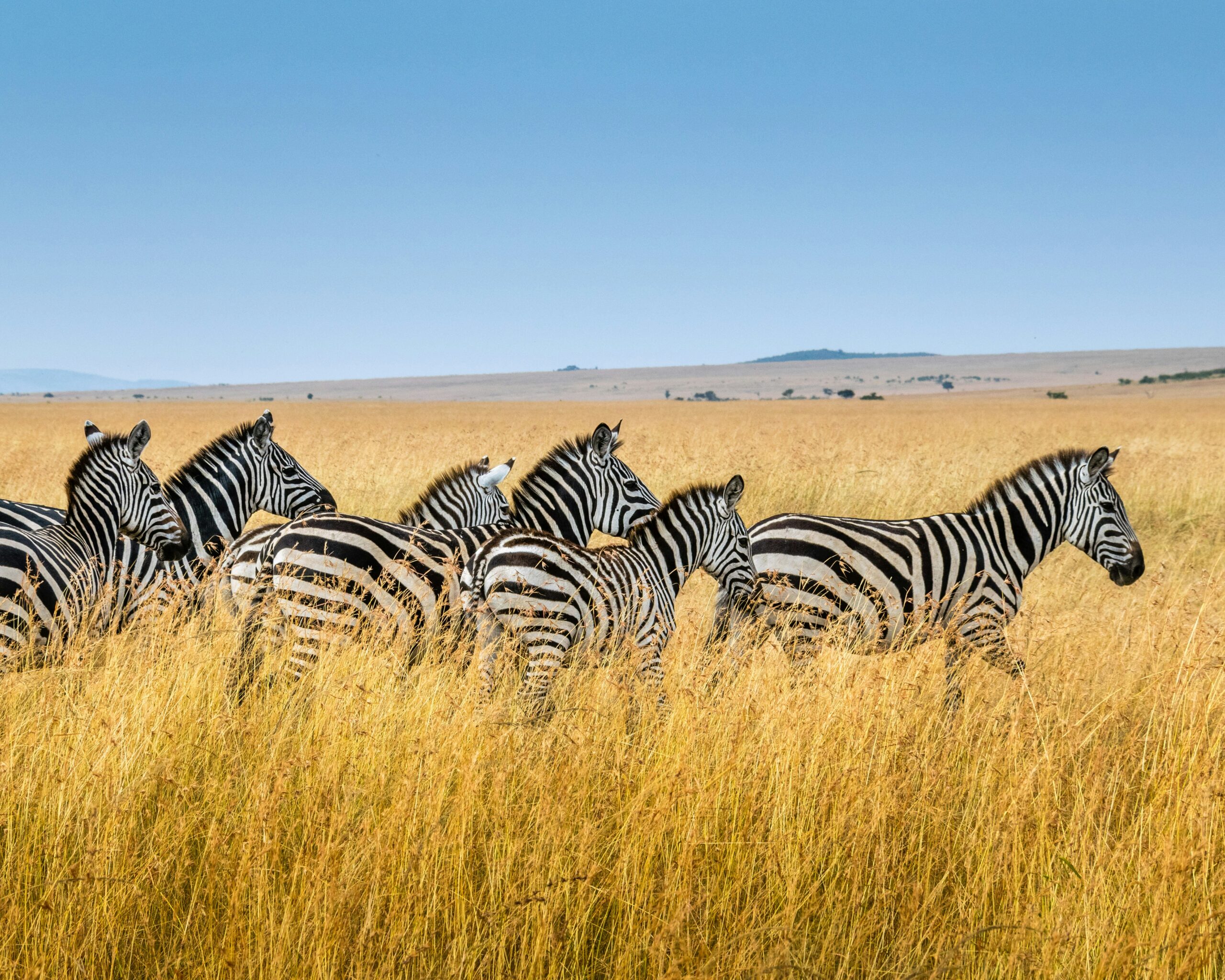 Best Time to Visit Africa