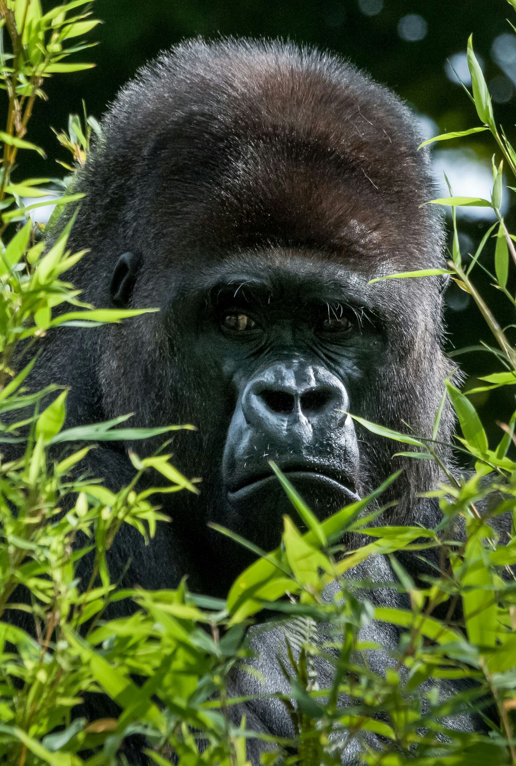 The Ultimate Guide to Gorilla Trekking in Rwanda