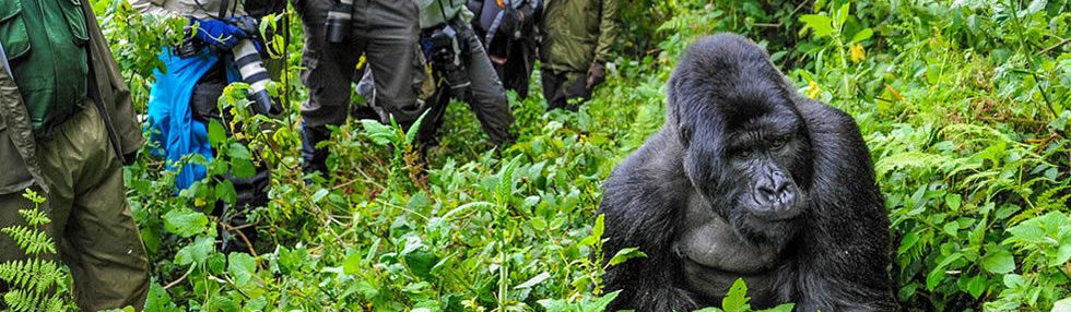 6-Days Best of Rwanda Wildlife Safari