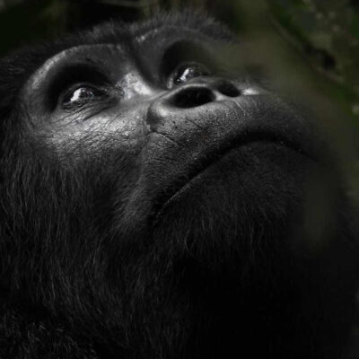9-Days Uganda Gorilla Trekking Chimpanzee and Wildlife