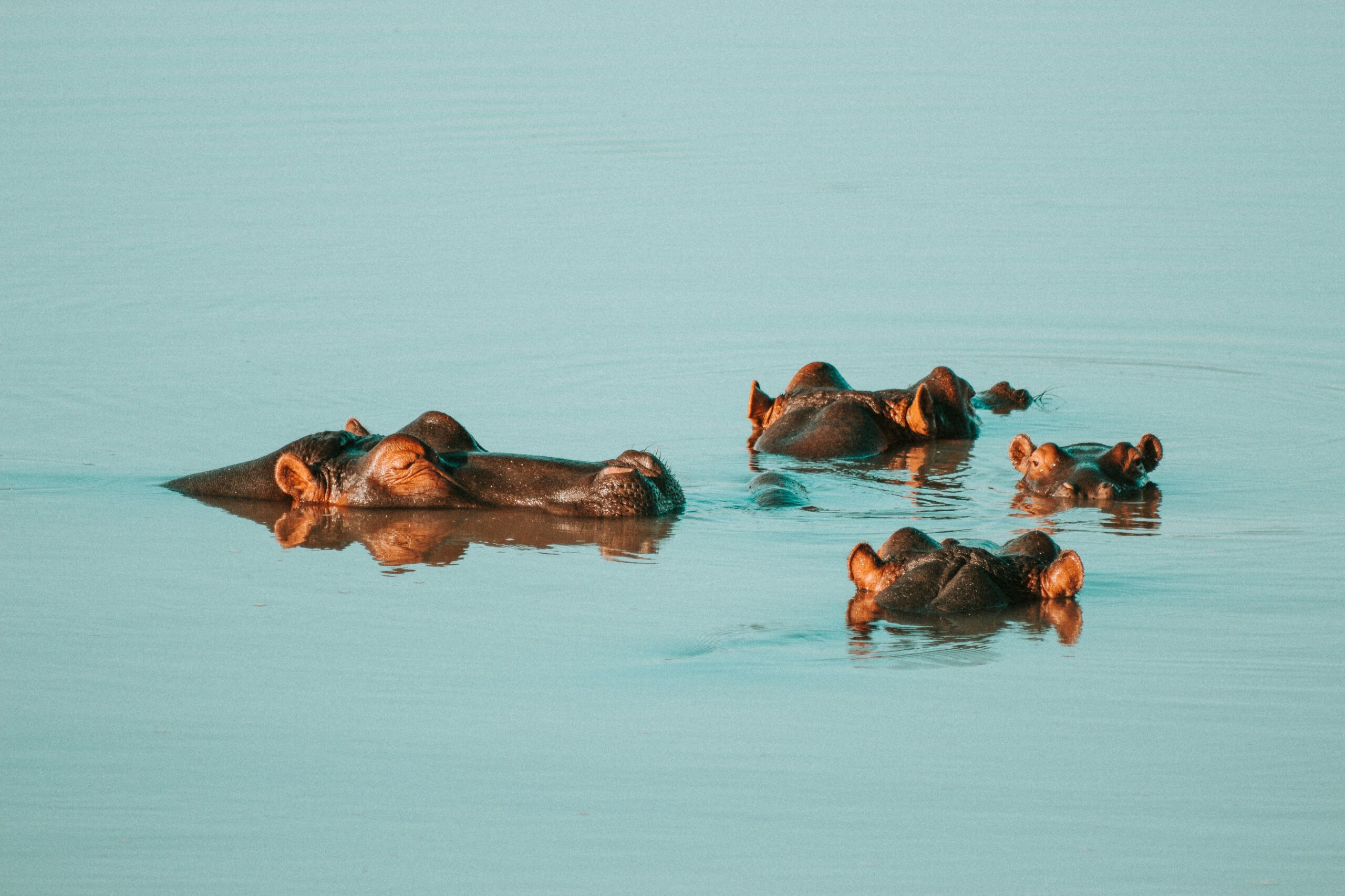 Solo Wildlife Safari in East Africa