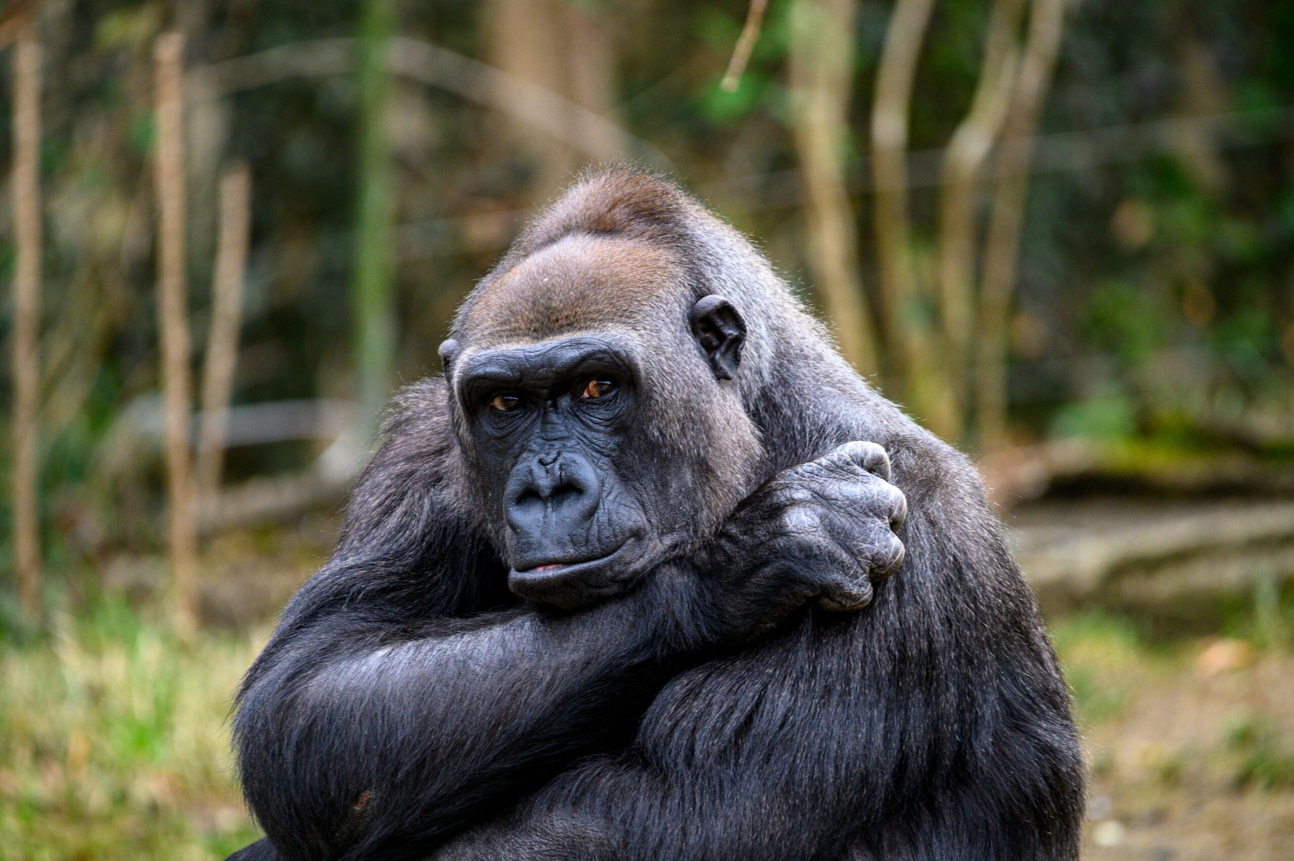 Gorilla Trekking vs Gorilla Journey