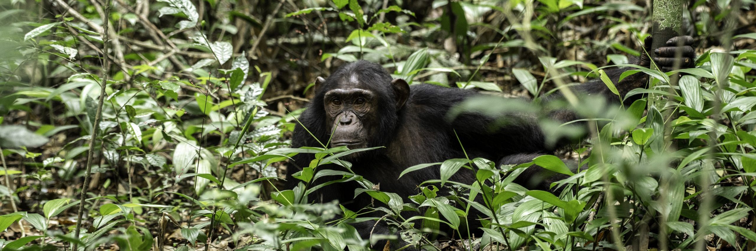 5 Days Big 5 Safari and Chimp Trekking