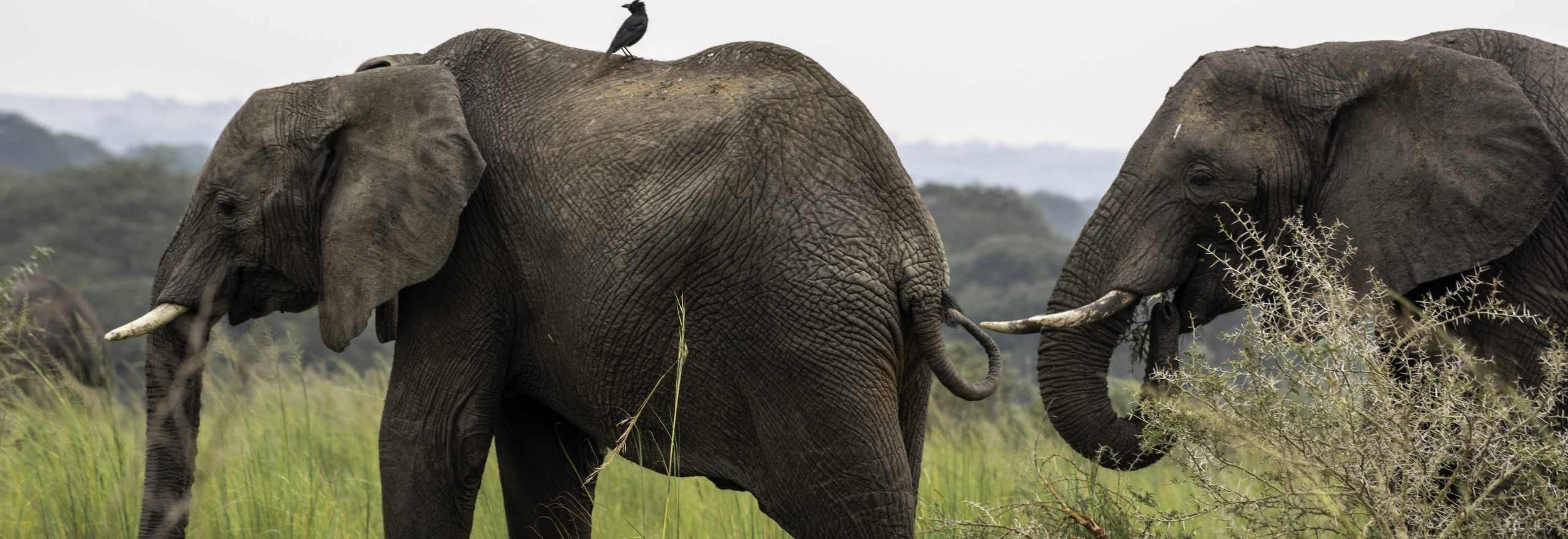 Early Morning Game Drive Murchison Falls National Park