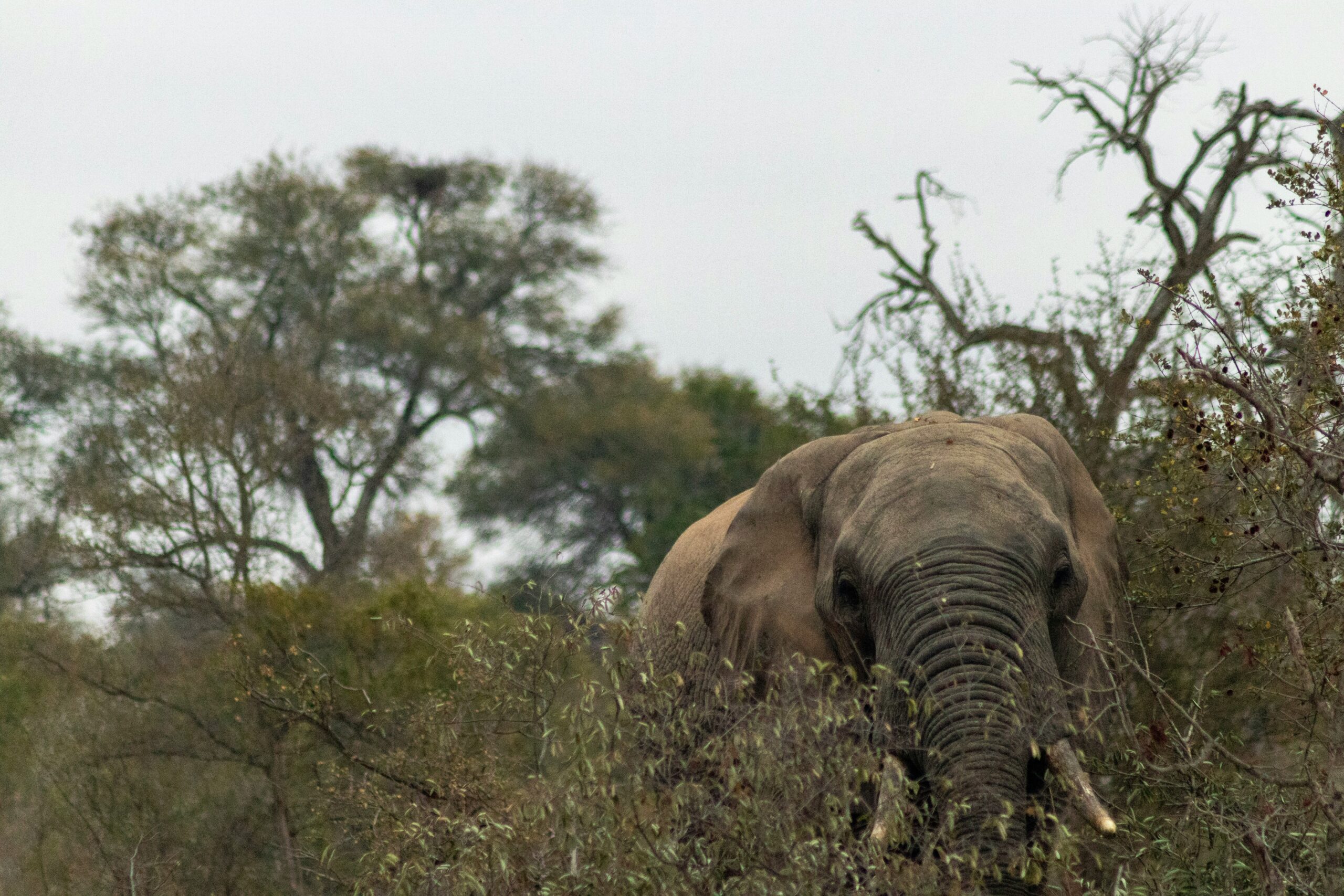 Best Safari Destinations in Africa