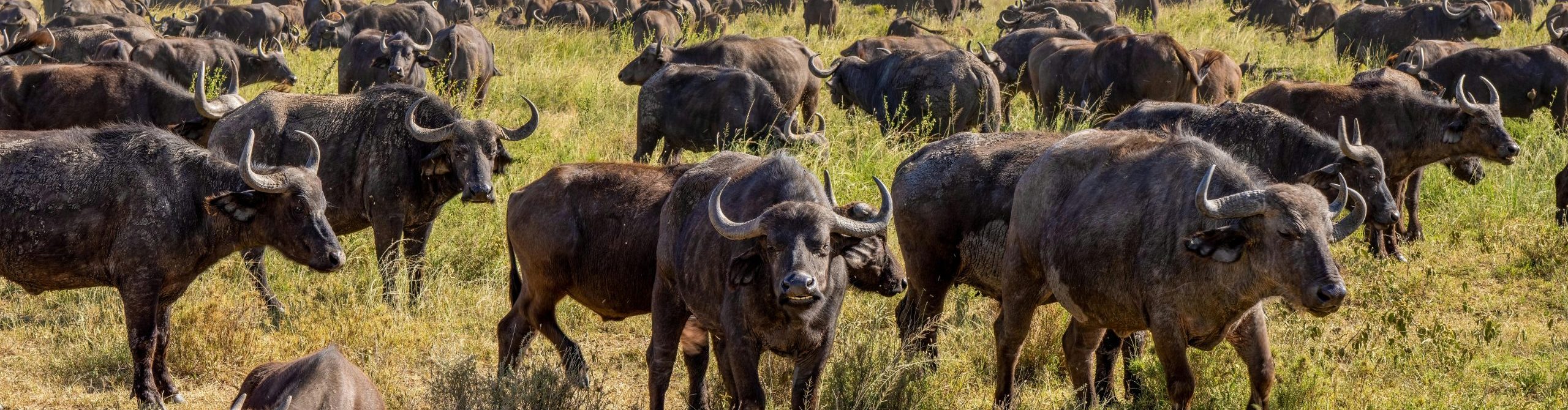 3-Days Masai Mara National Park