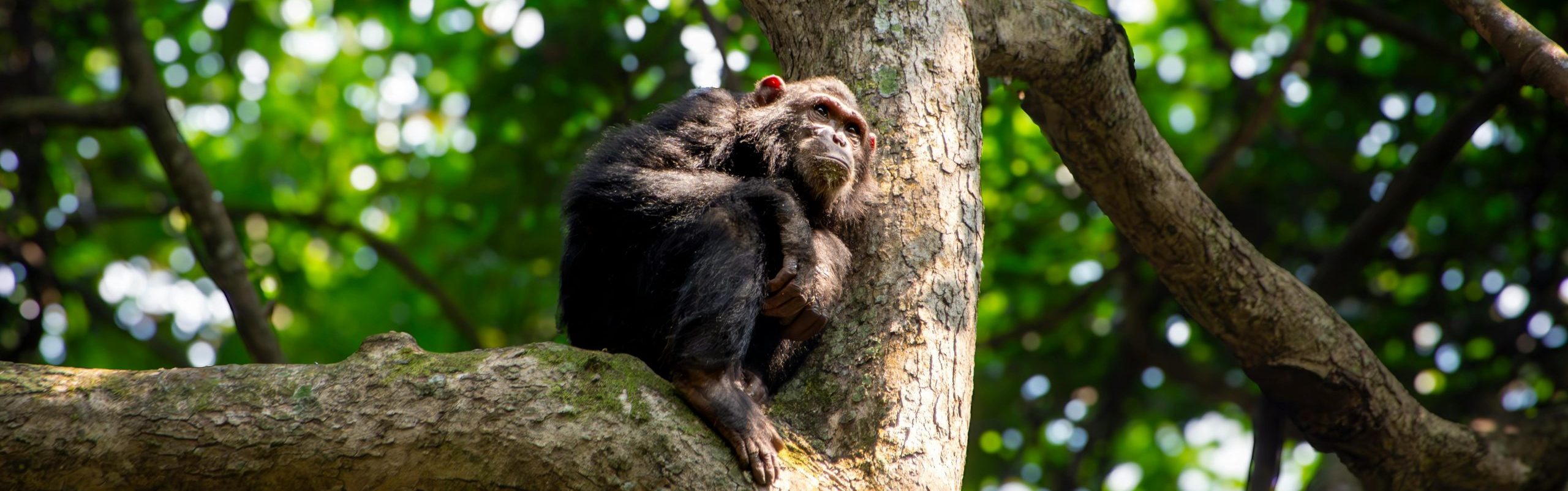 Chimpanzee Trekking in Kibale National Park