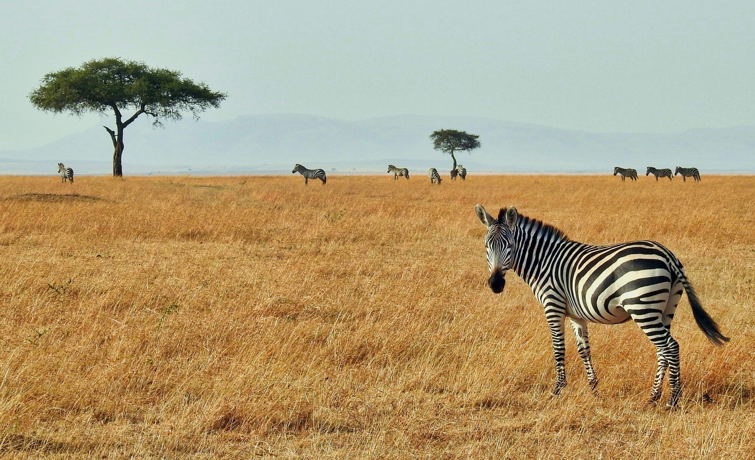 What is African Safari Known For