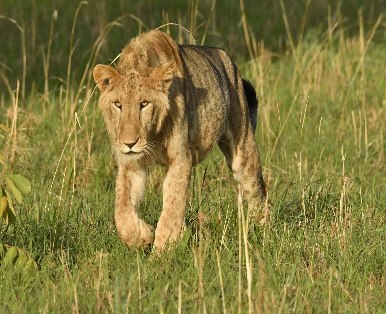 10-Days Best of Uganda and Rwanda Safari