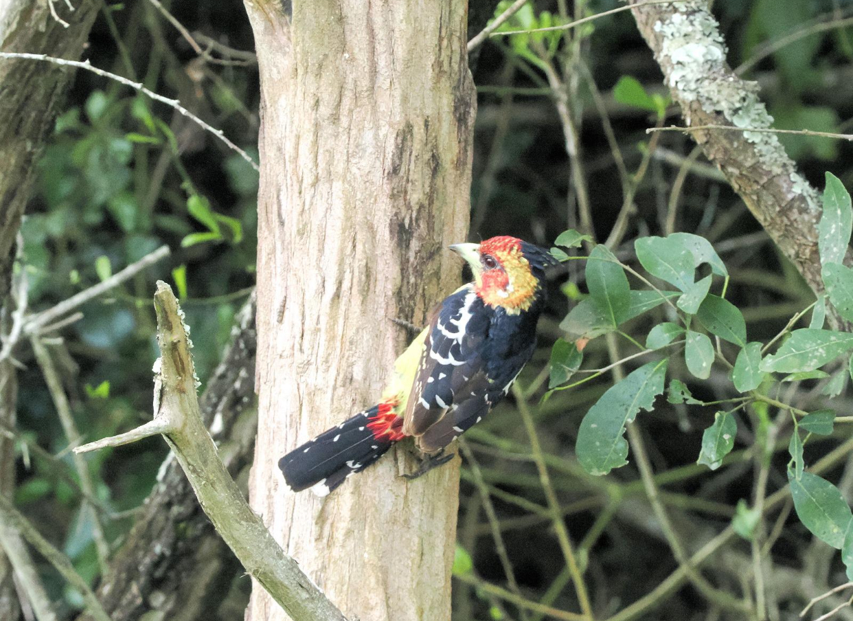 Murchison Falls National Park birdwatching