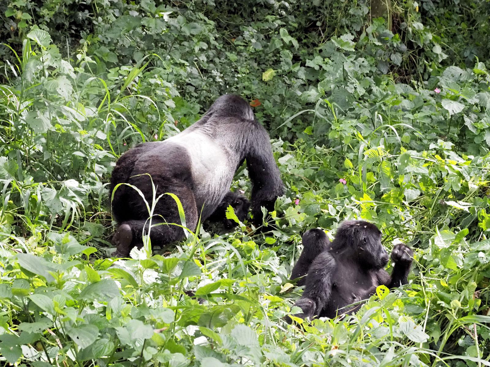 Rwanda Travel Itinerary