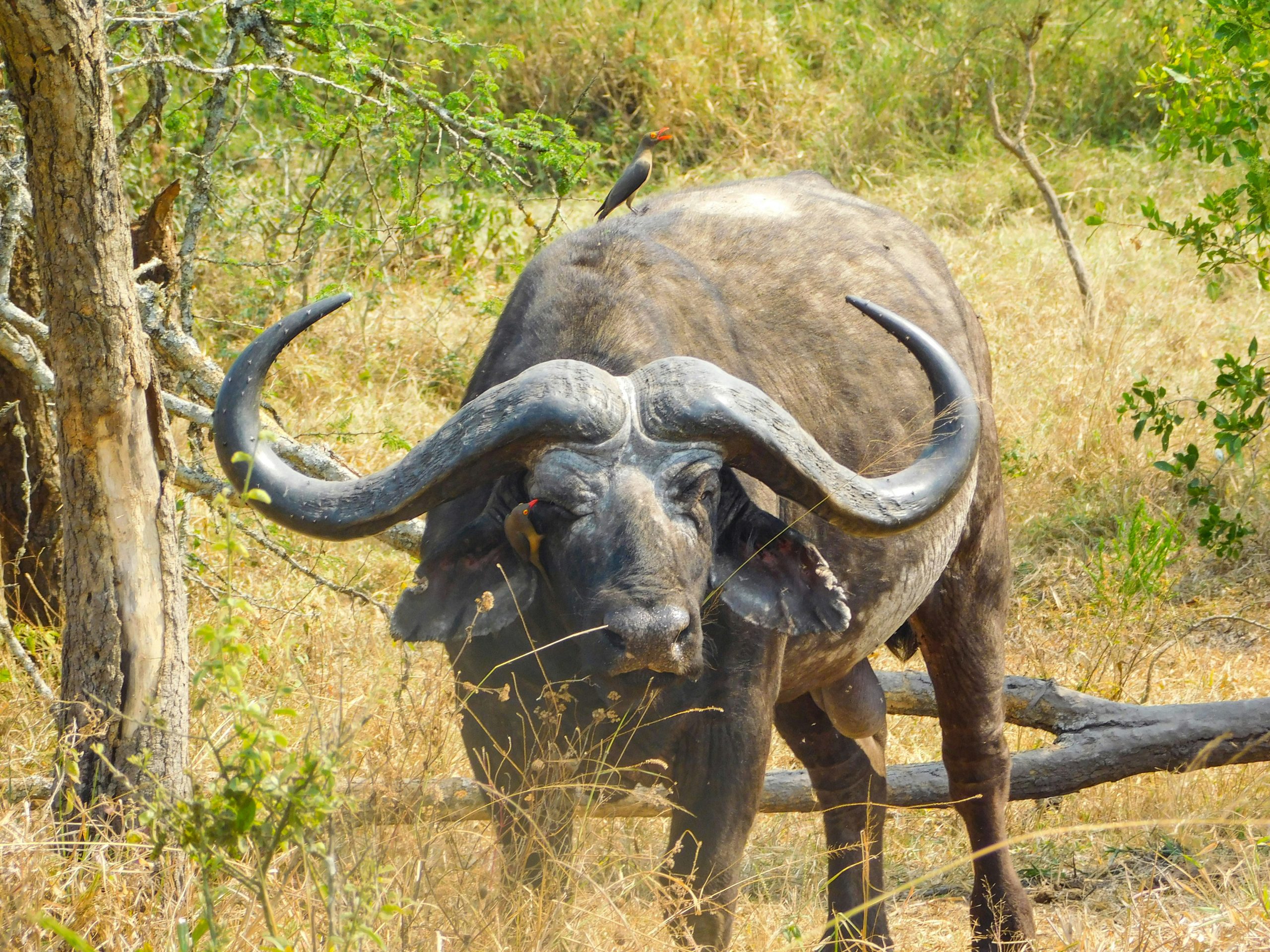 Rwanda Conservation Projects