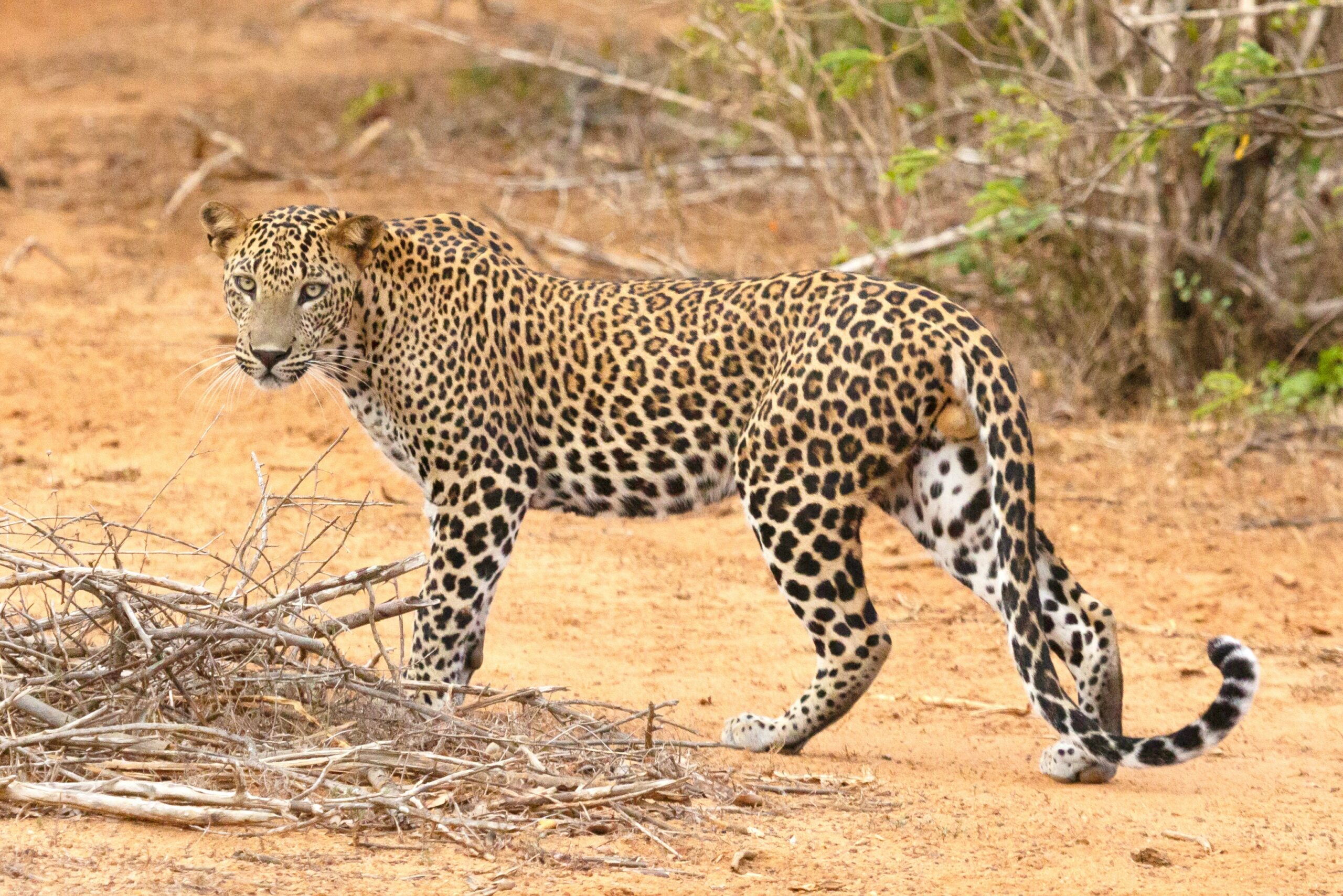 Leopards in Murchison Falls