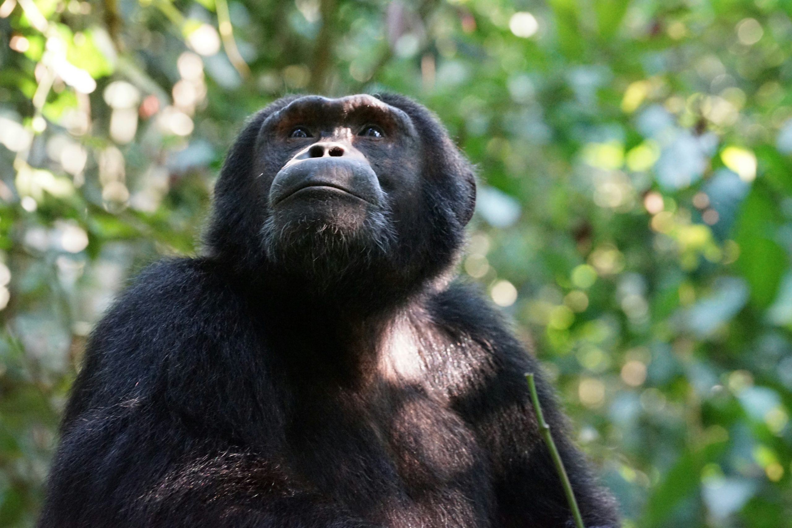 Murchison Falls National Park primates