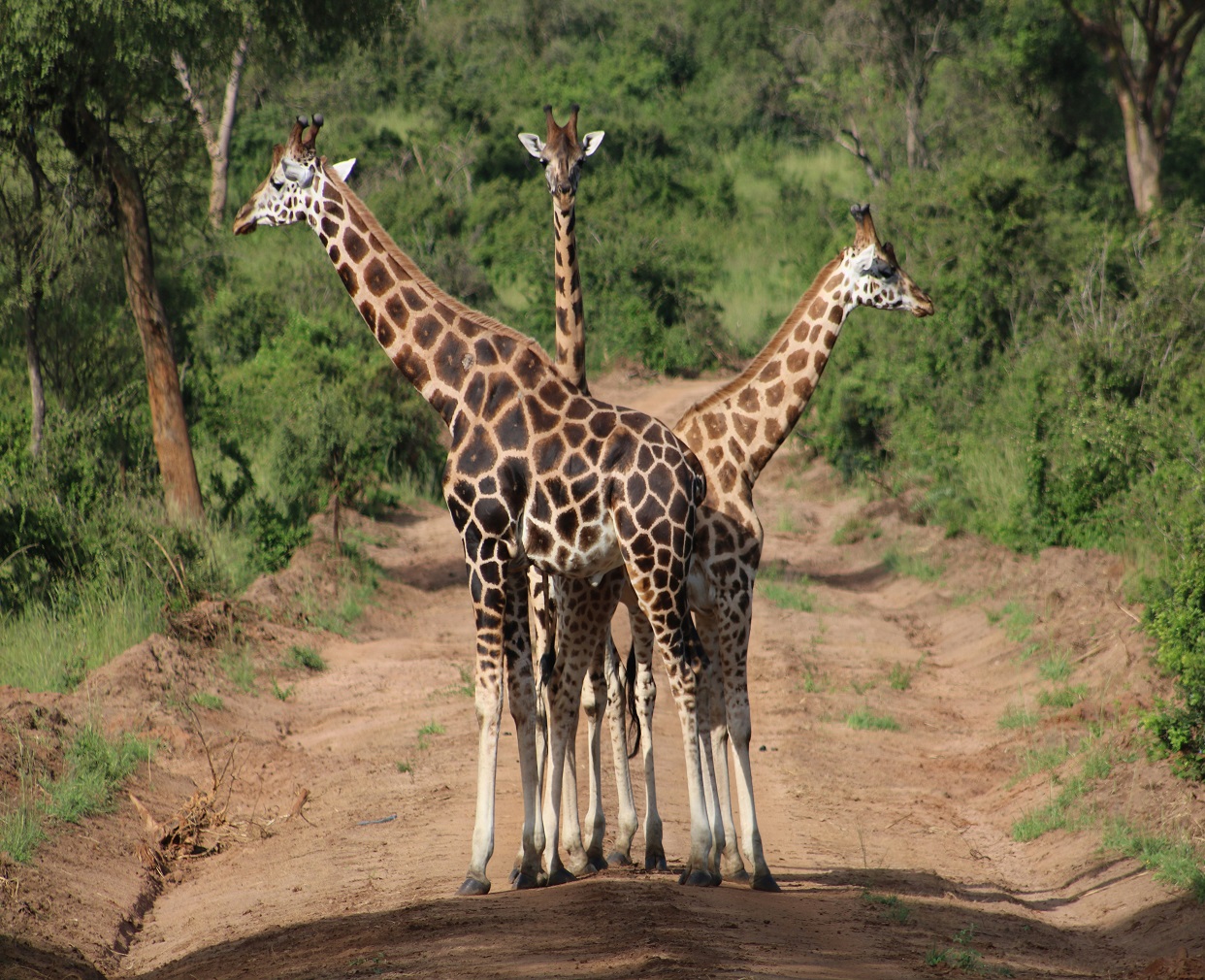 3-Days Budget Murchison Falls