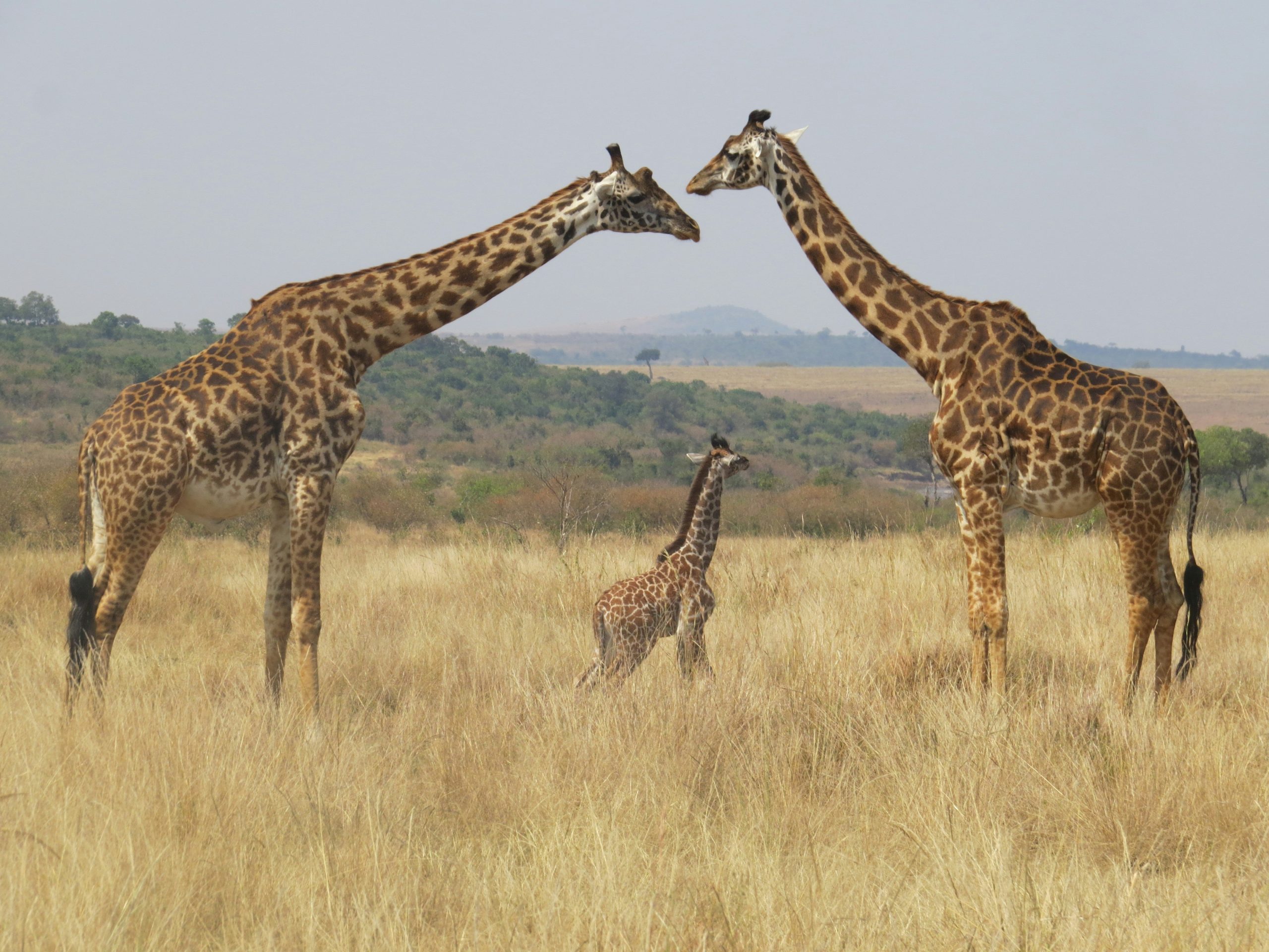 Murchison Falls National Park giraffes