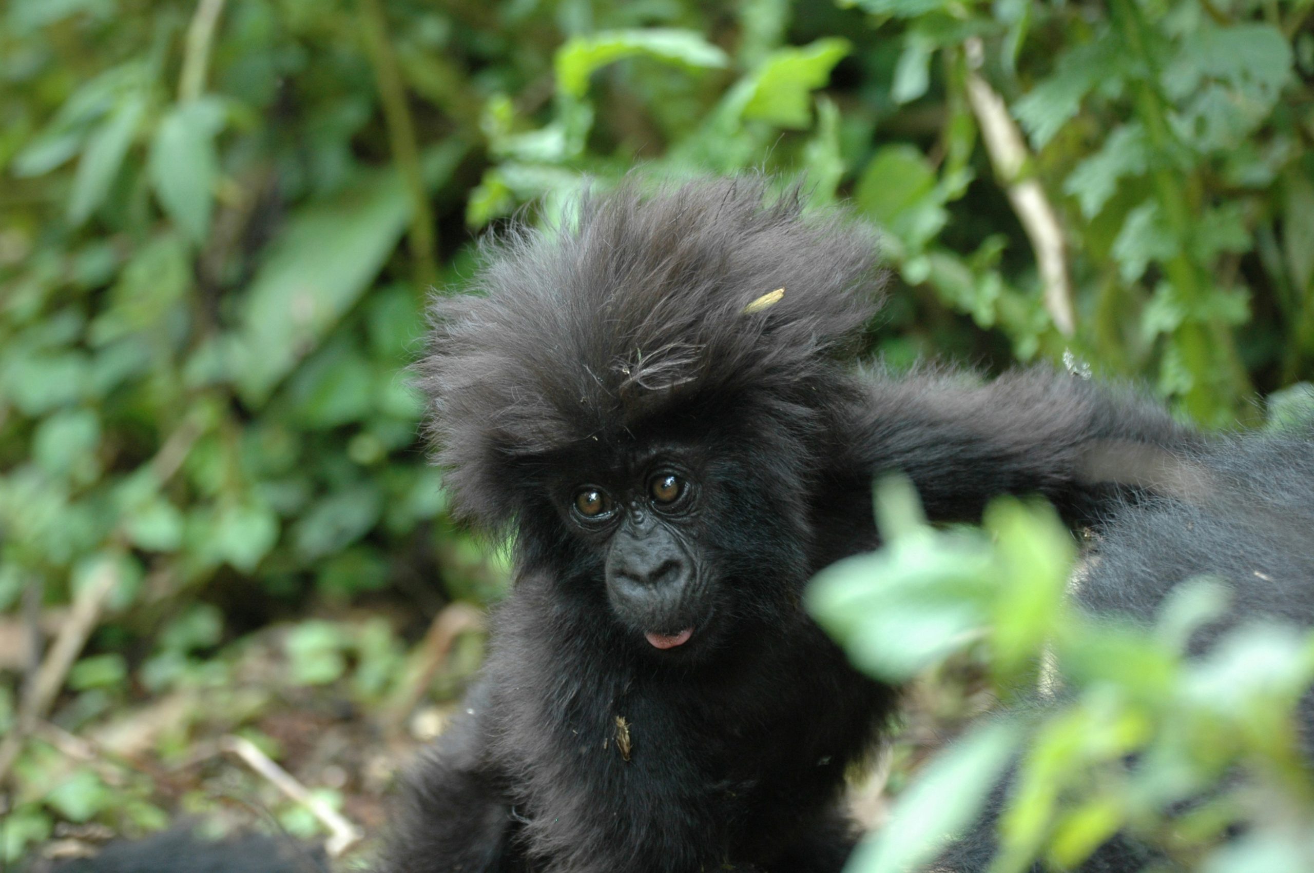 Rwanda Travel Experiences