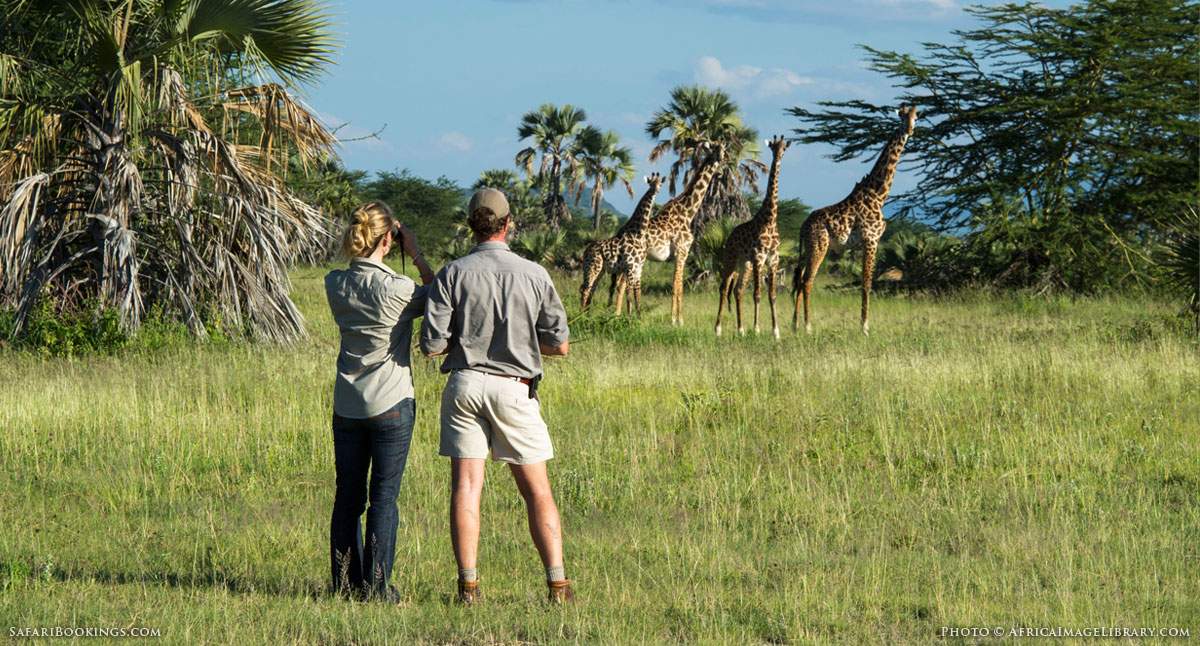 Safari Wildlife Viewing in Africa