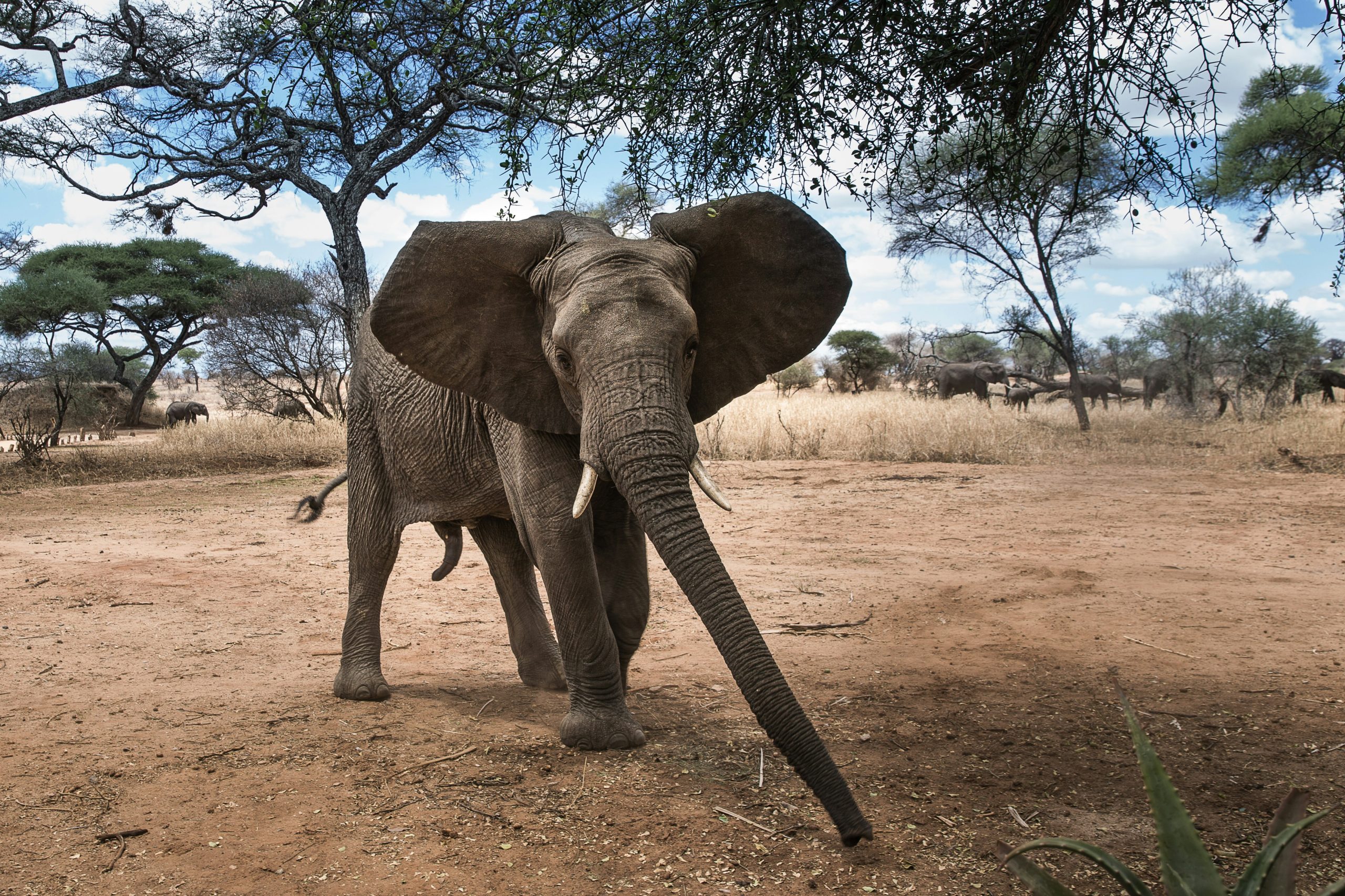 Safari Destination