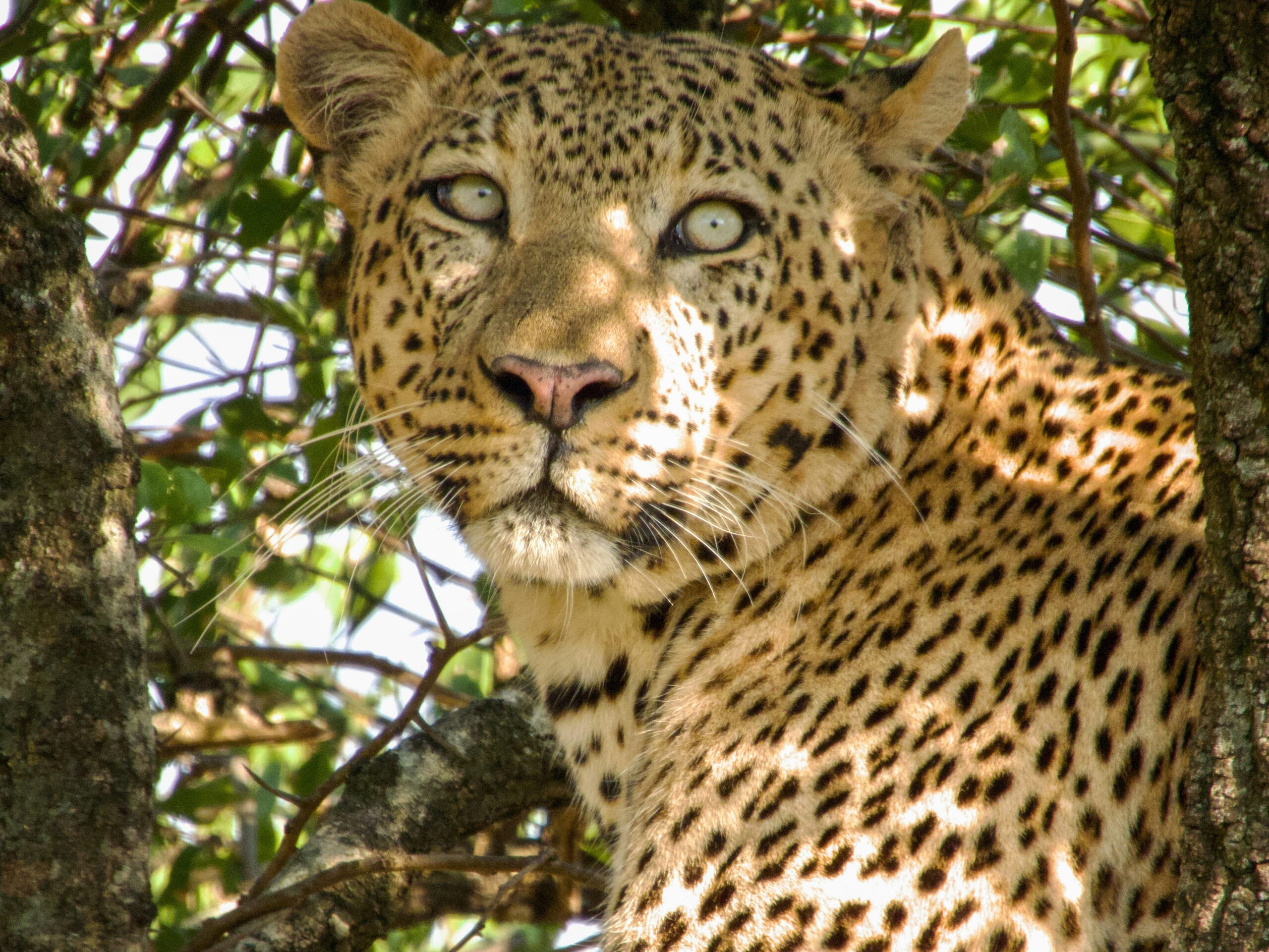 Safari Animal Pictures
