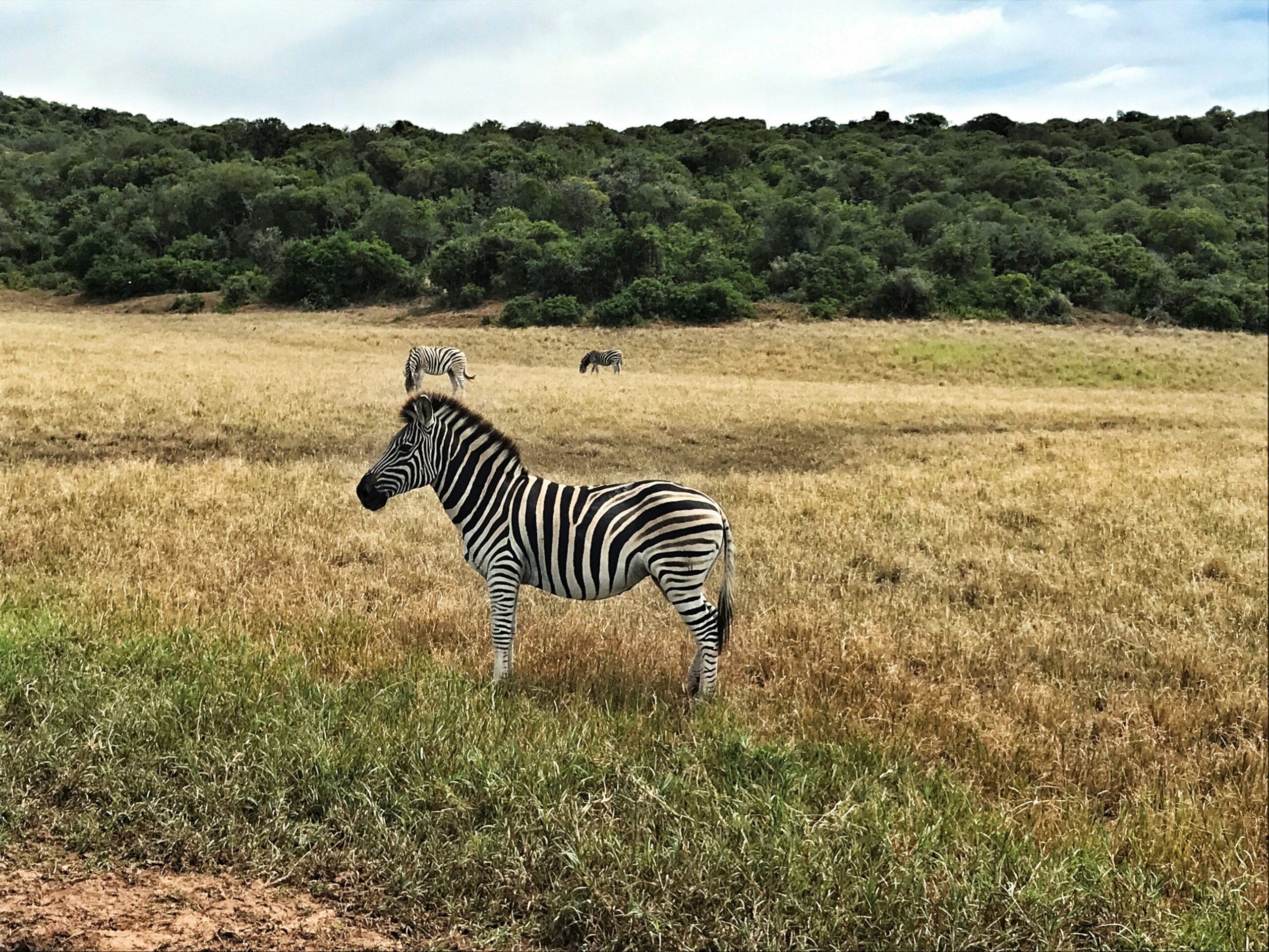 African Safari Travel