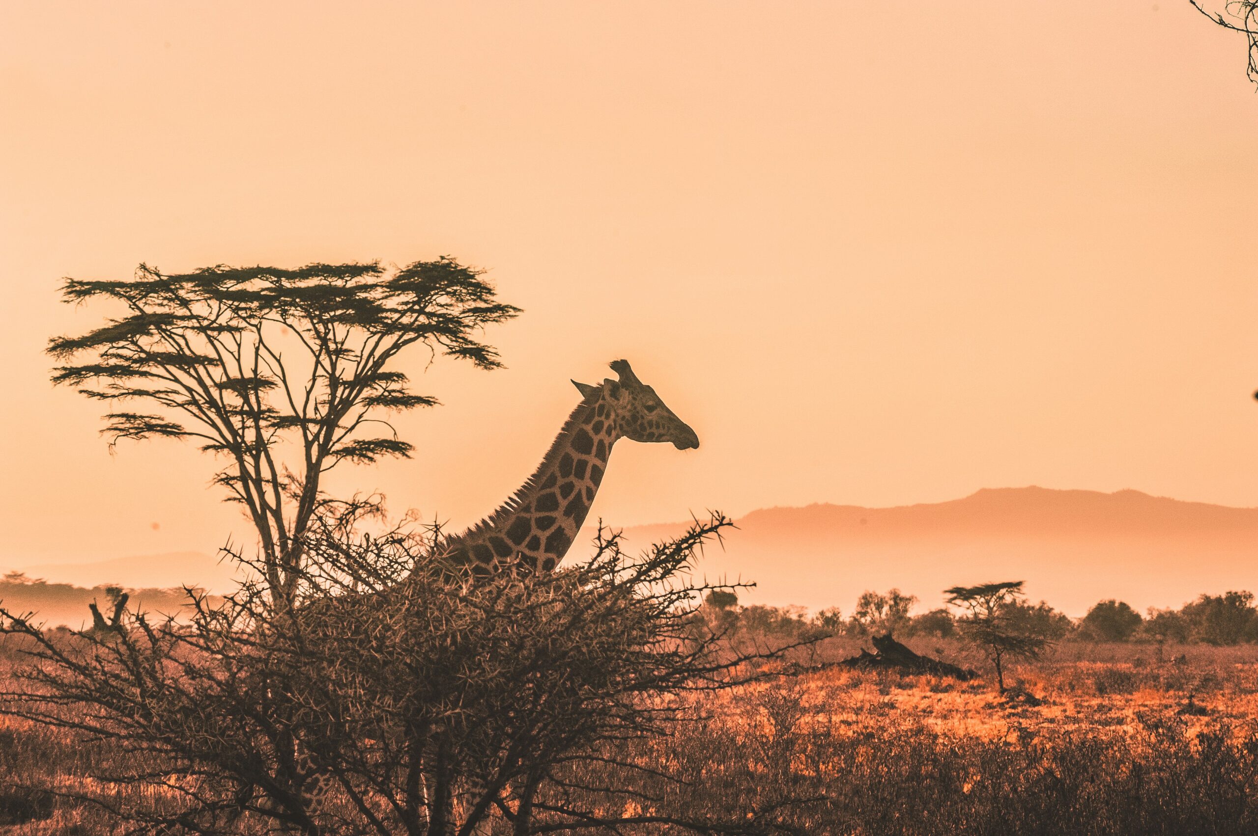 Family Friendly Safari