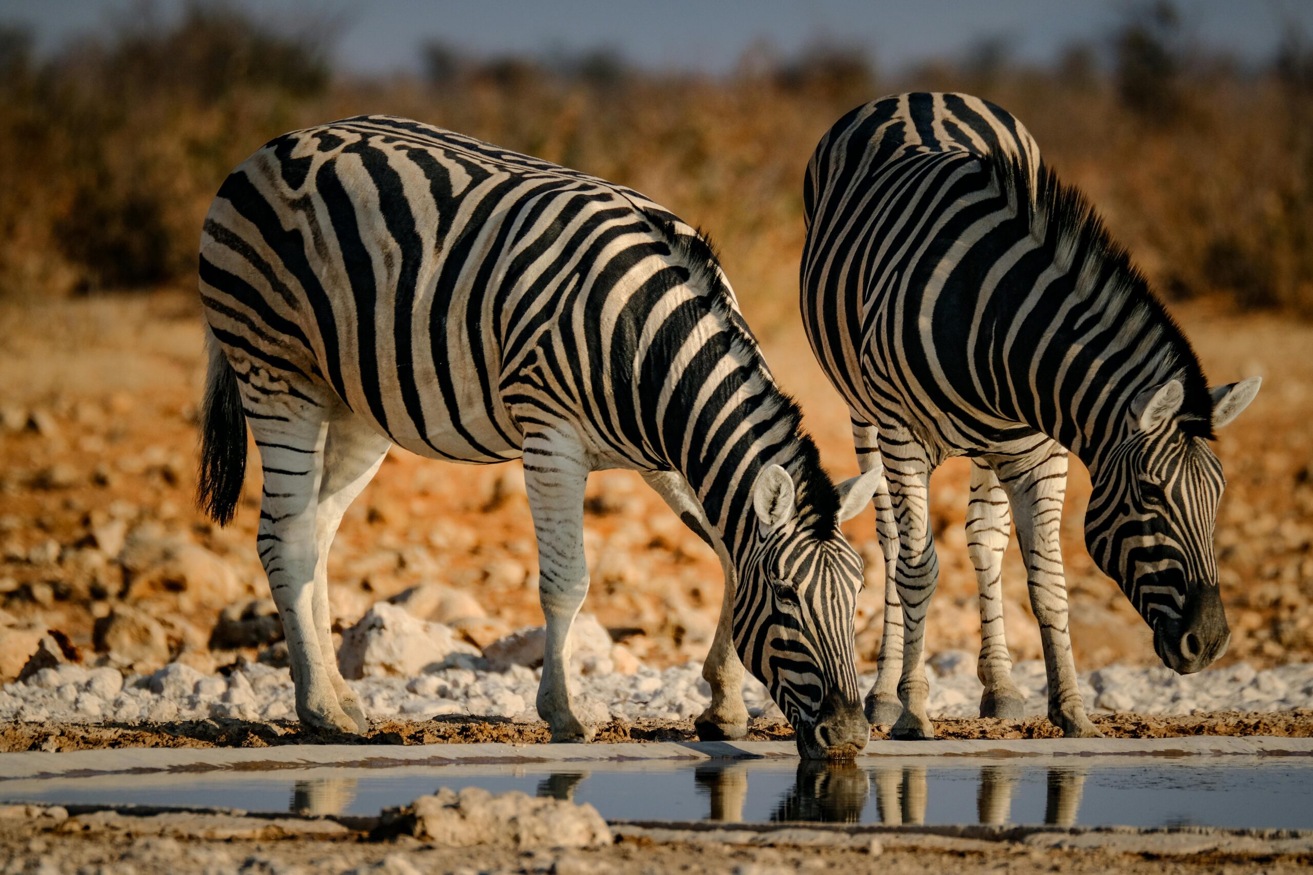 Safari Photo Tours