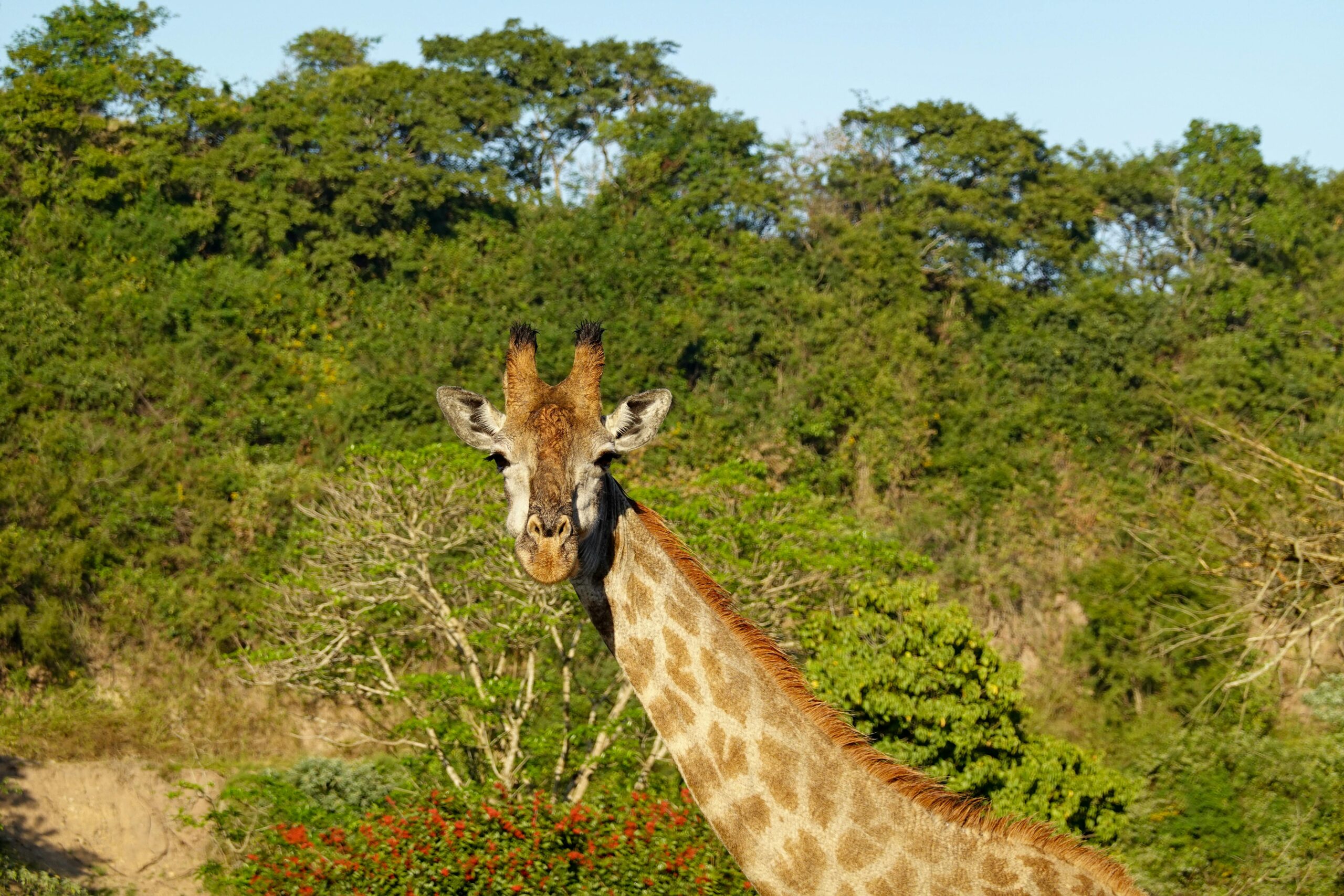 Safari in Africa