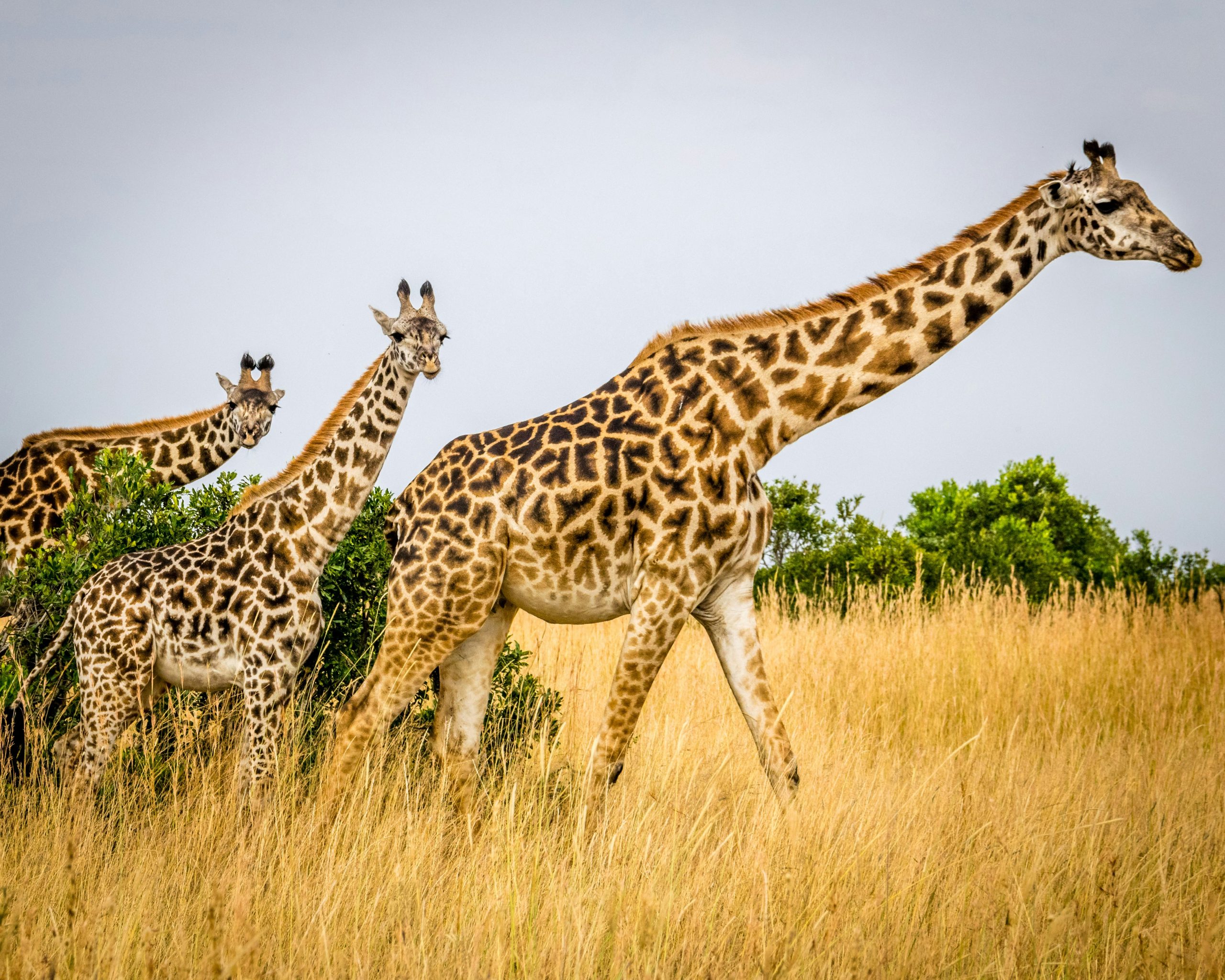 Safari Wildlife Viewing