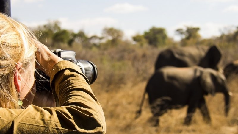 Safari Photography