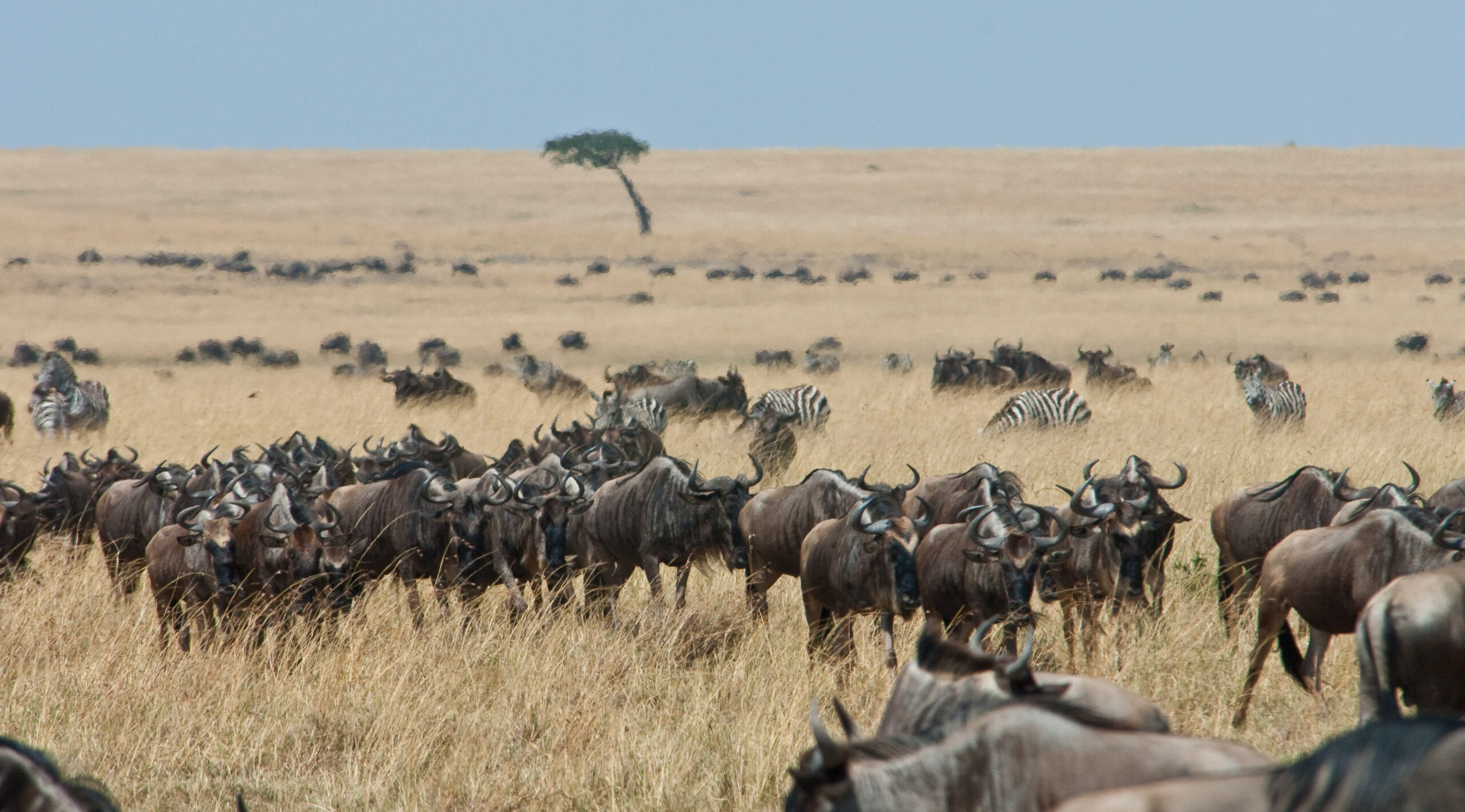 Annual Wildebeest Migration