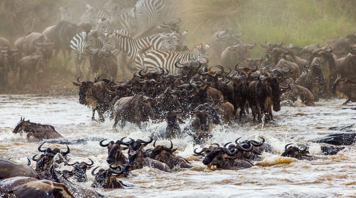 Wildebeest Migration Tours