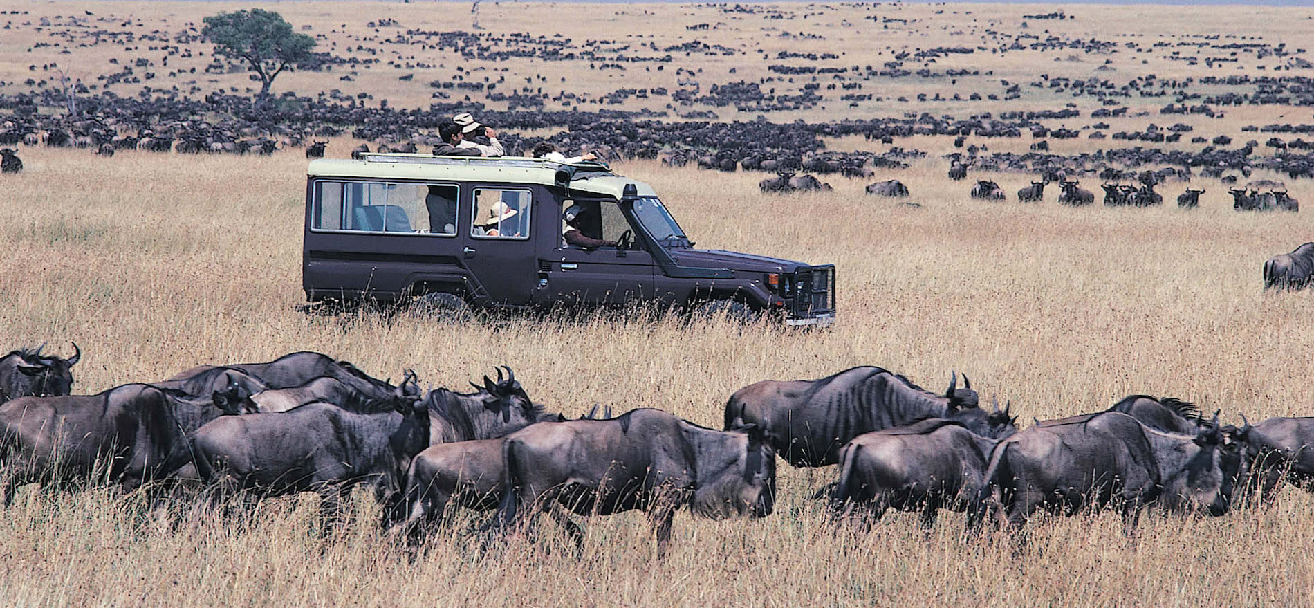 Wildebeest Migration Safari