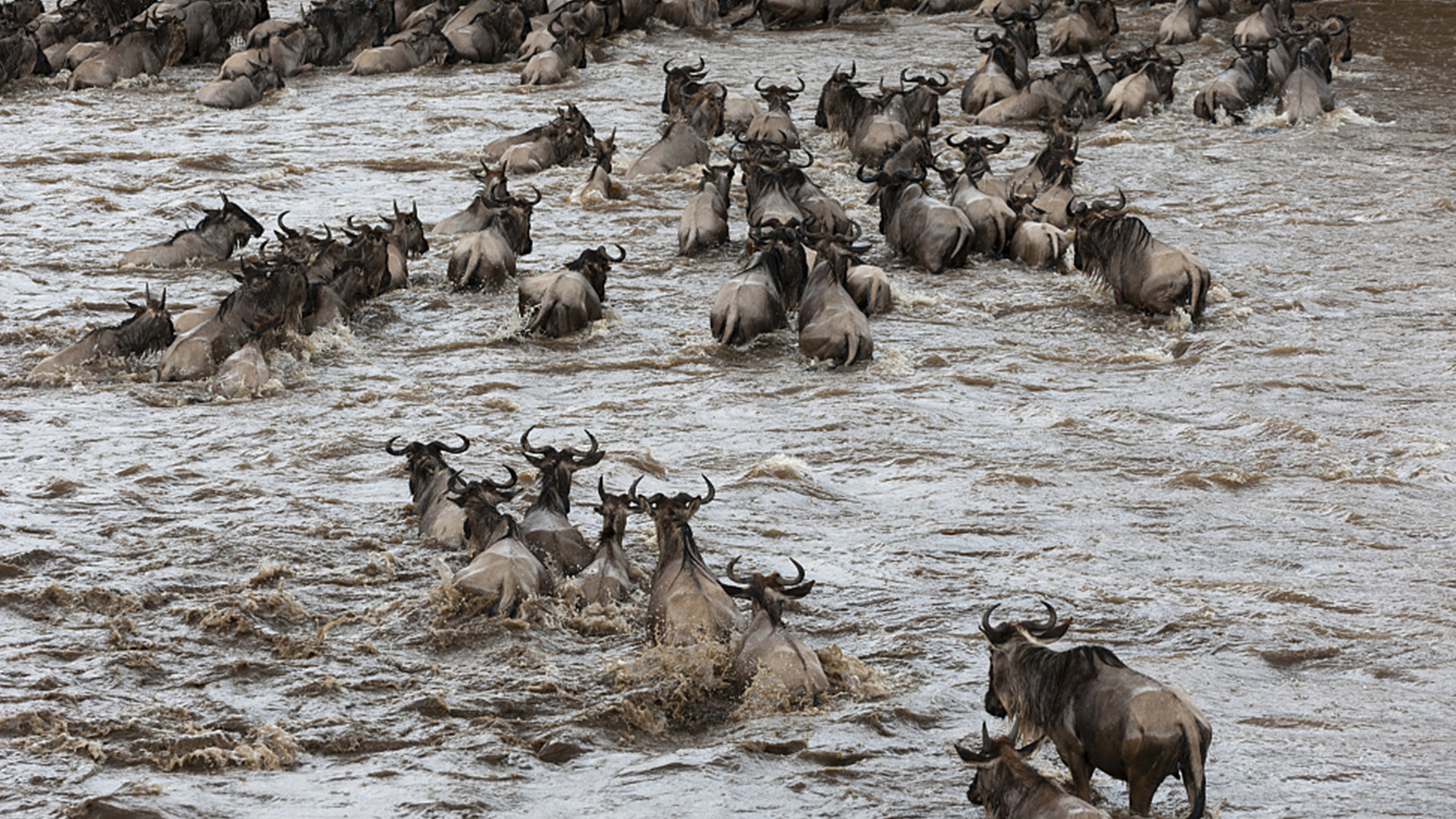 Wildebeest migration live stream